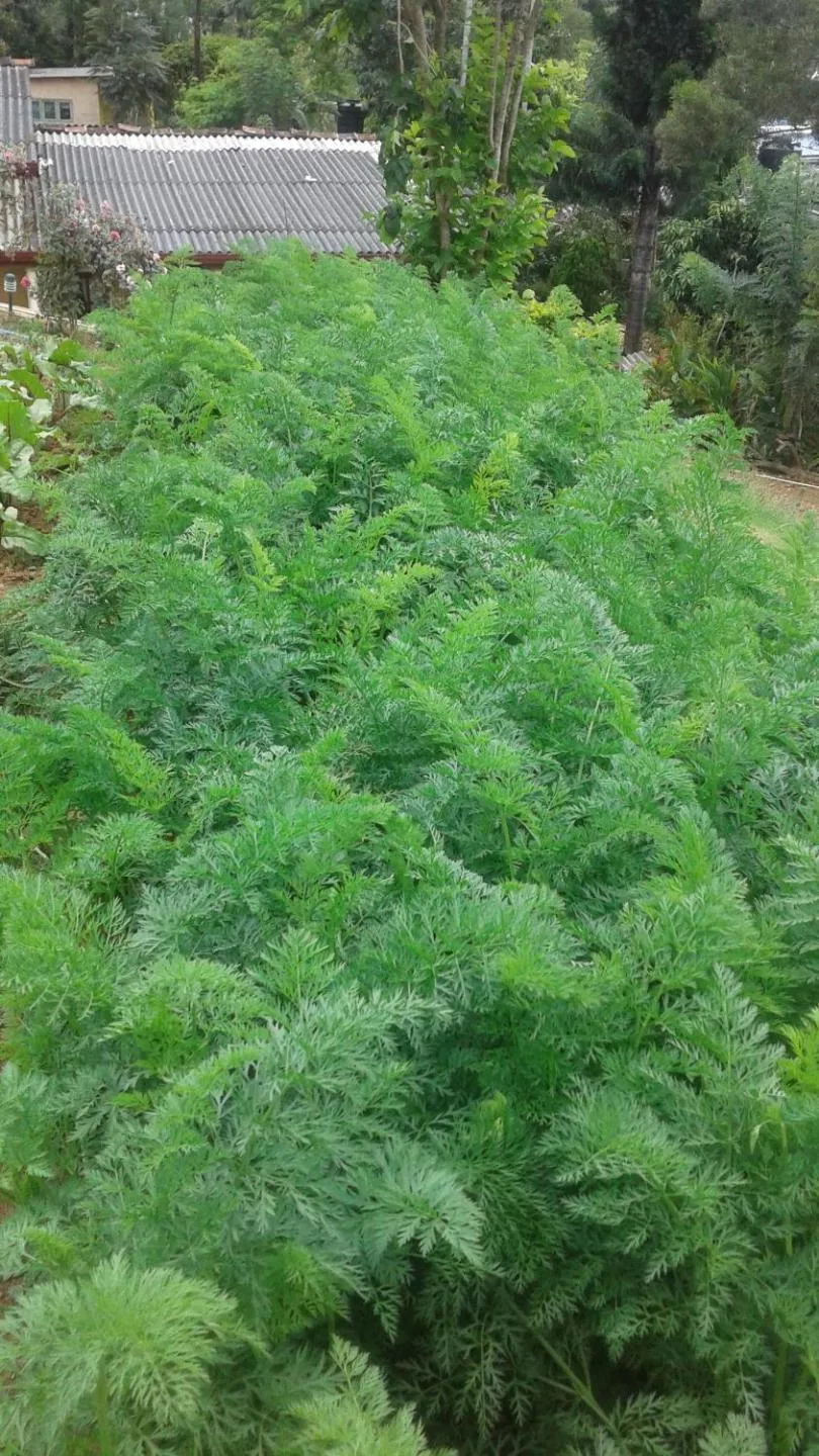 Garden view in Alta Vista