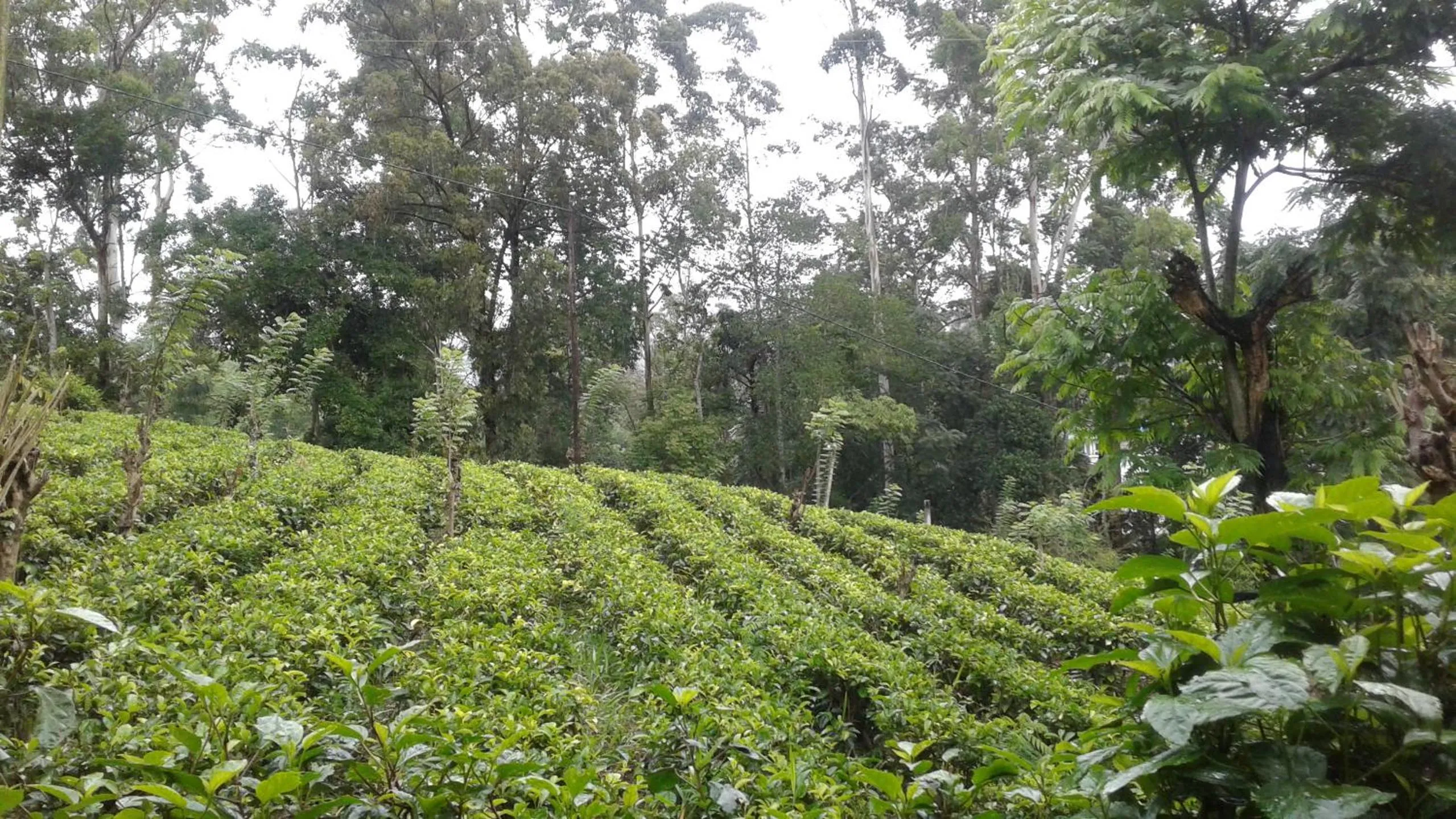 Natural landscape in Alta Vista