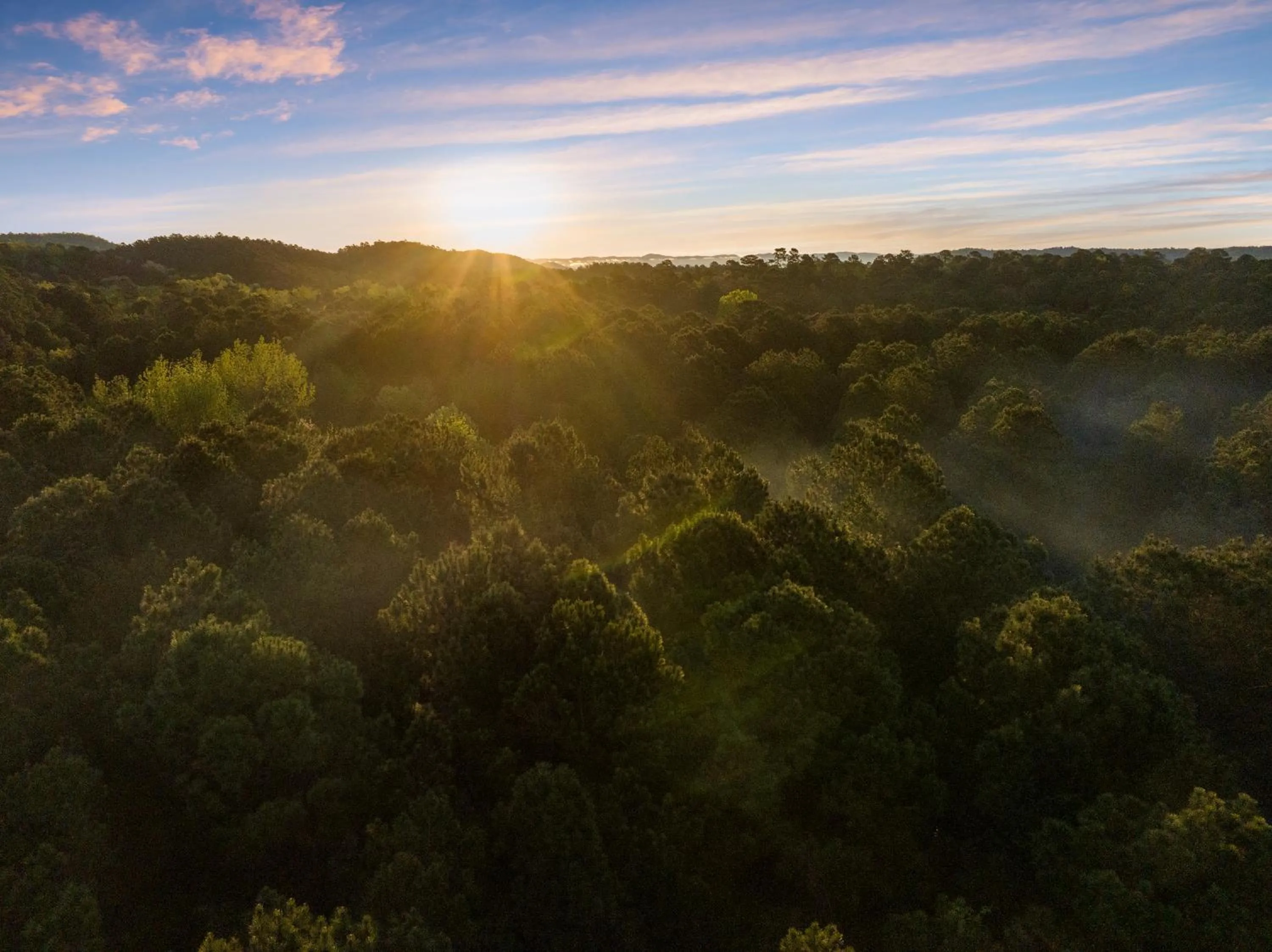 Hickory Bear - Cabin surrounded by pines, Sleeps 10, Hot Tub, Fire Pit, Arcade, Foosball Table & Deck Slide