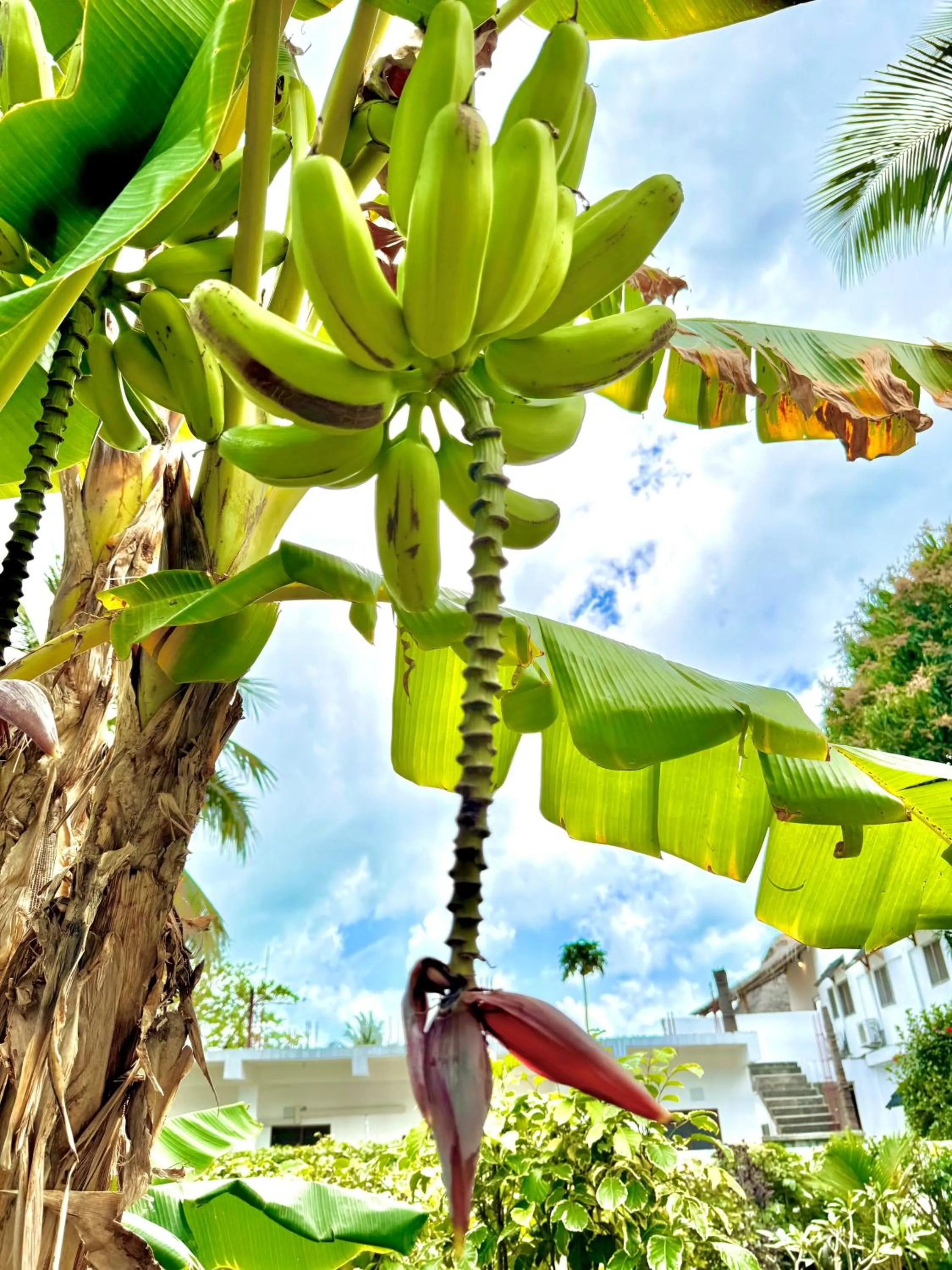 Garden view in Kihori Nungwi