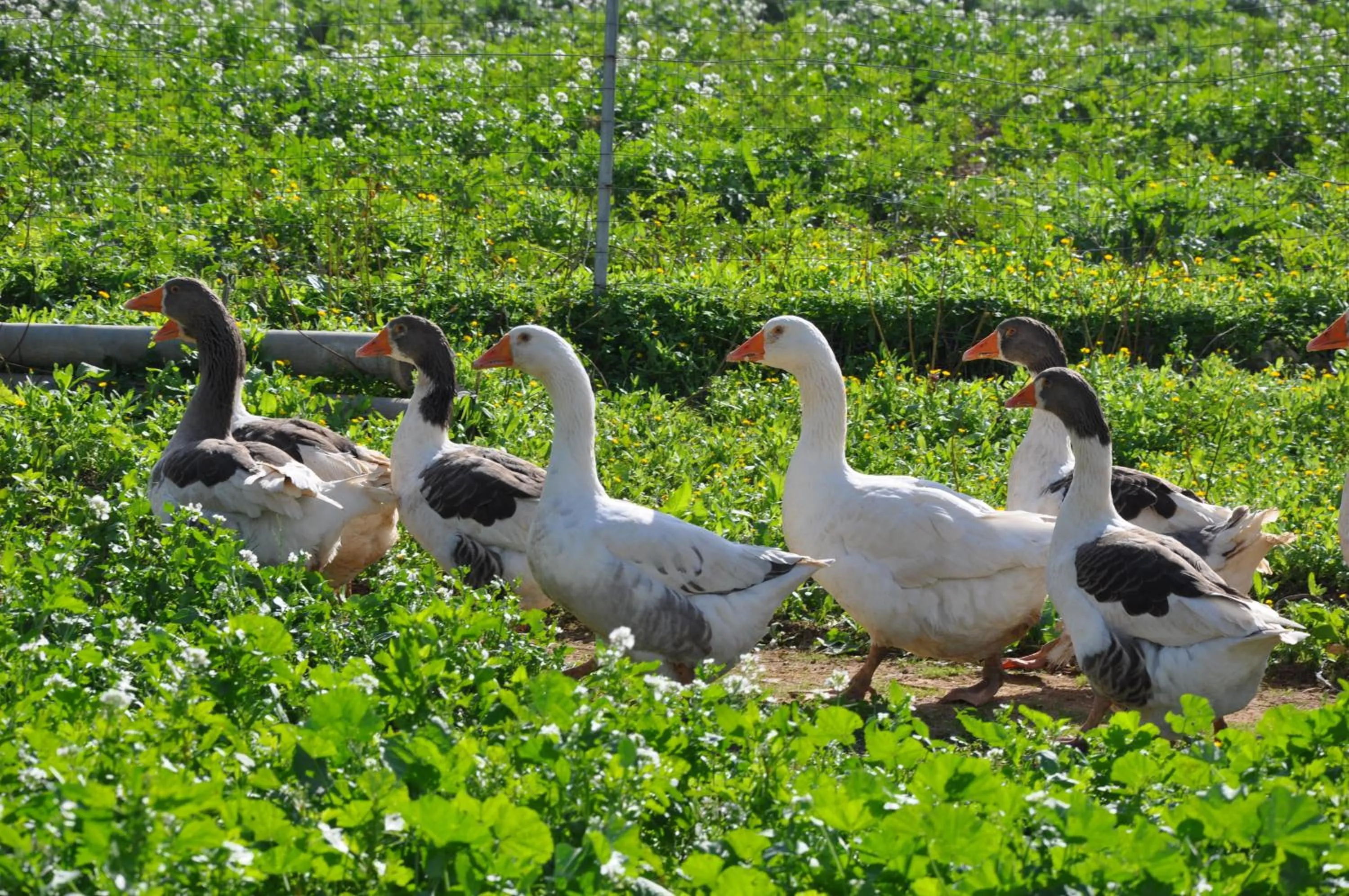 Animals in Duca di Castelmonte