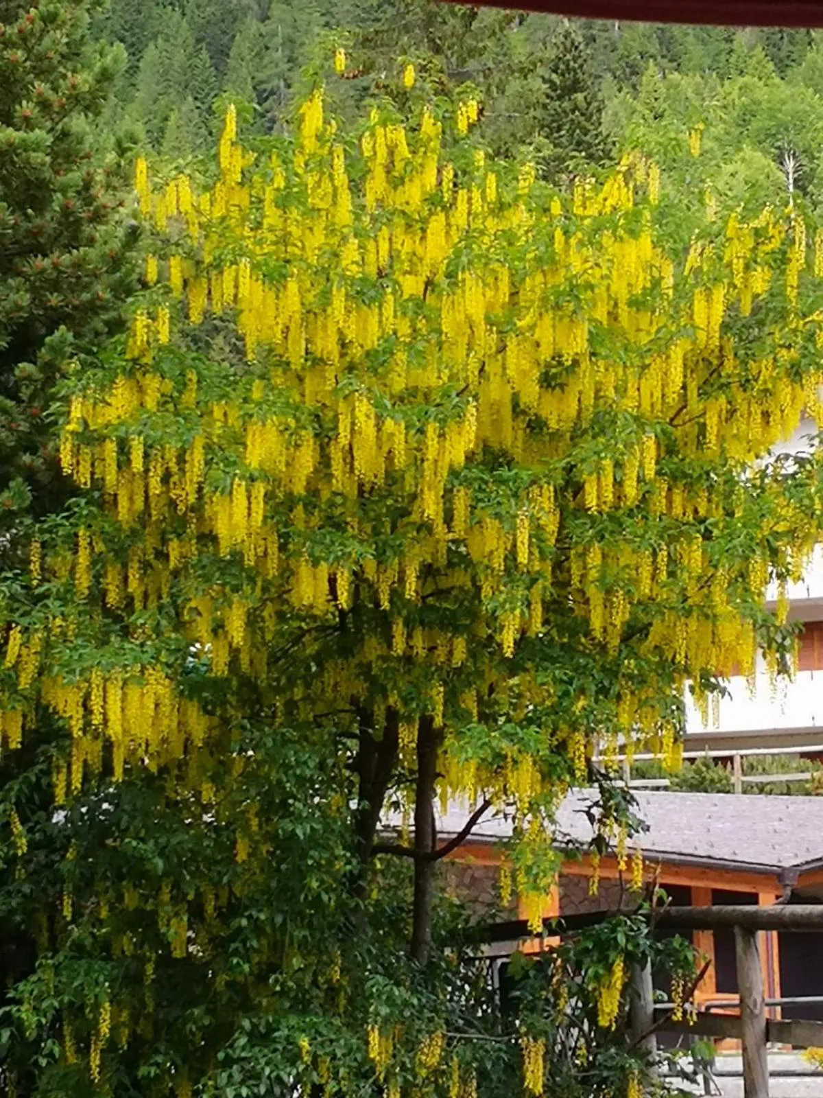 Garden in Hotel Bonapace ***S