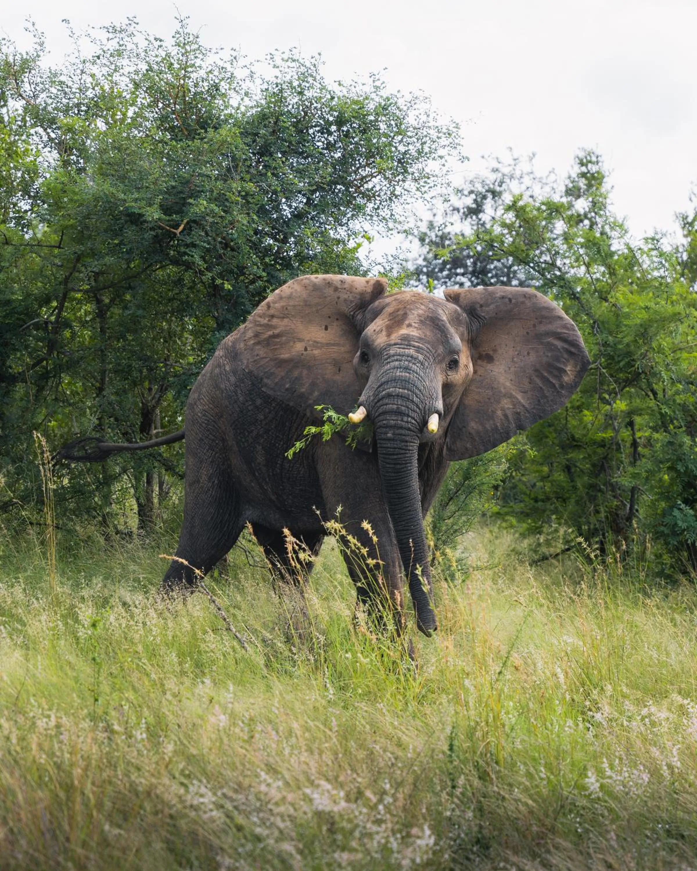 Day in MILIMA Big 5 Safari Lodge