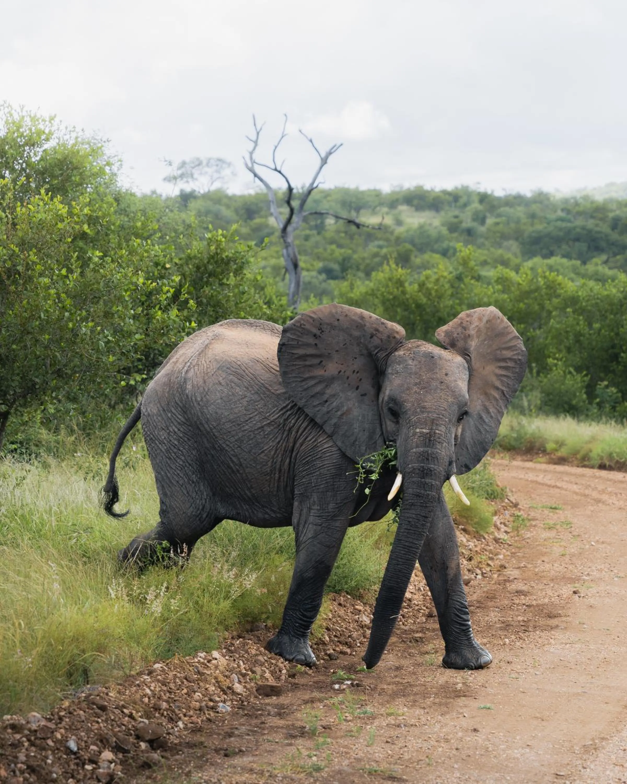 Day in MILIMA Big 5 Safari Lodge