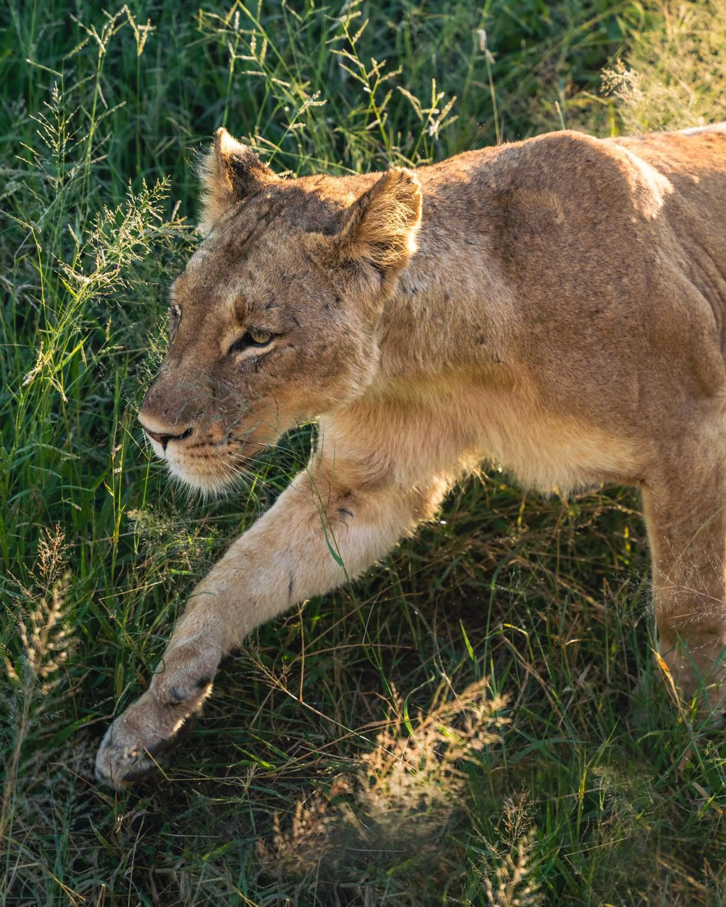 Day in MILIMA Big 5 Safari Lodge