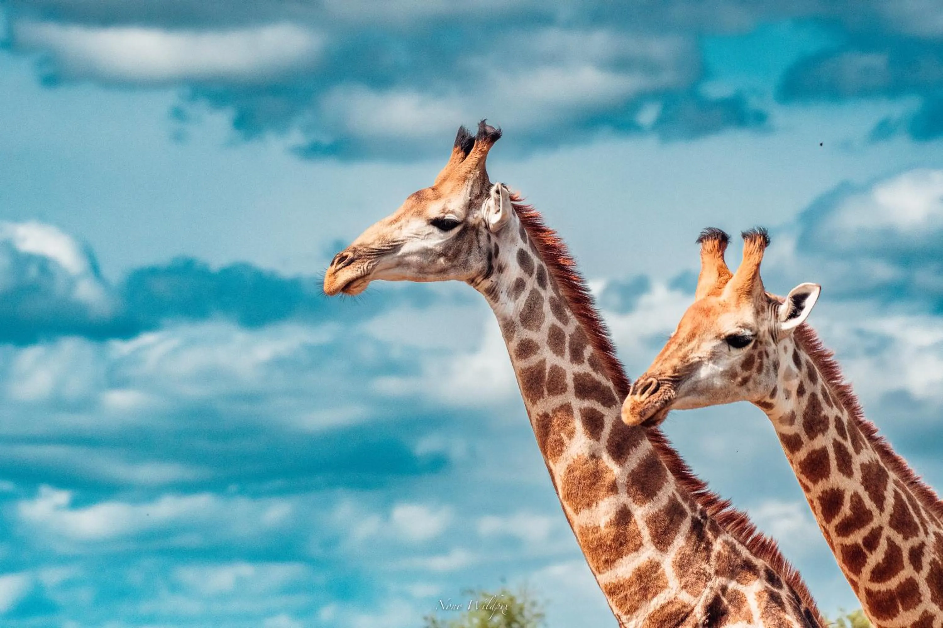 Day in MILIMA Big 5 Safari Lodge