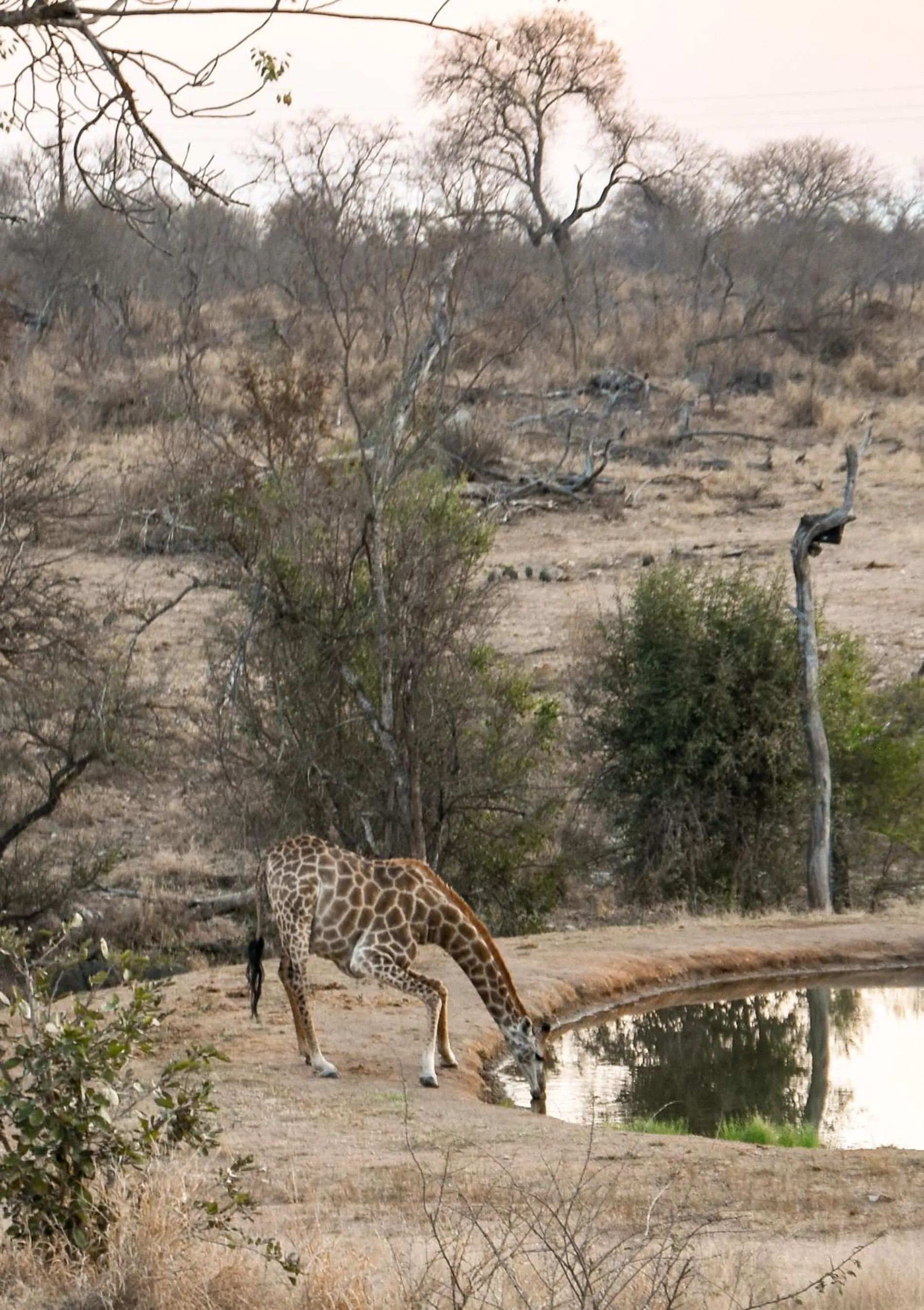 Day in MILIMA Big 5 Safari Lodge