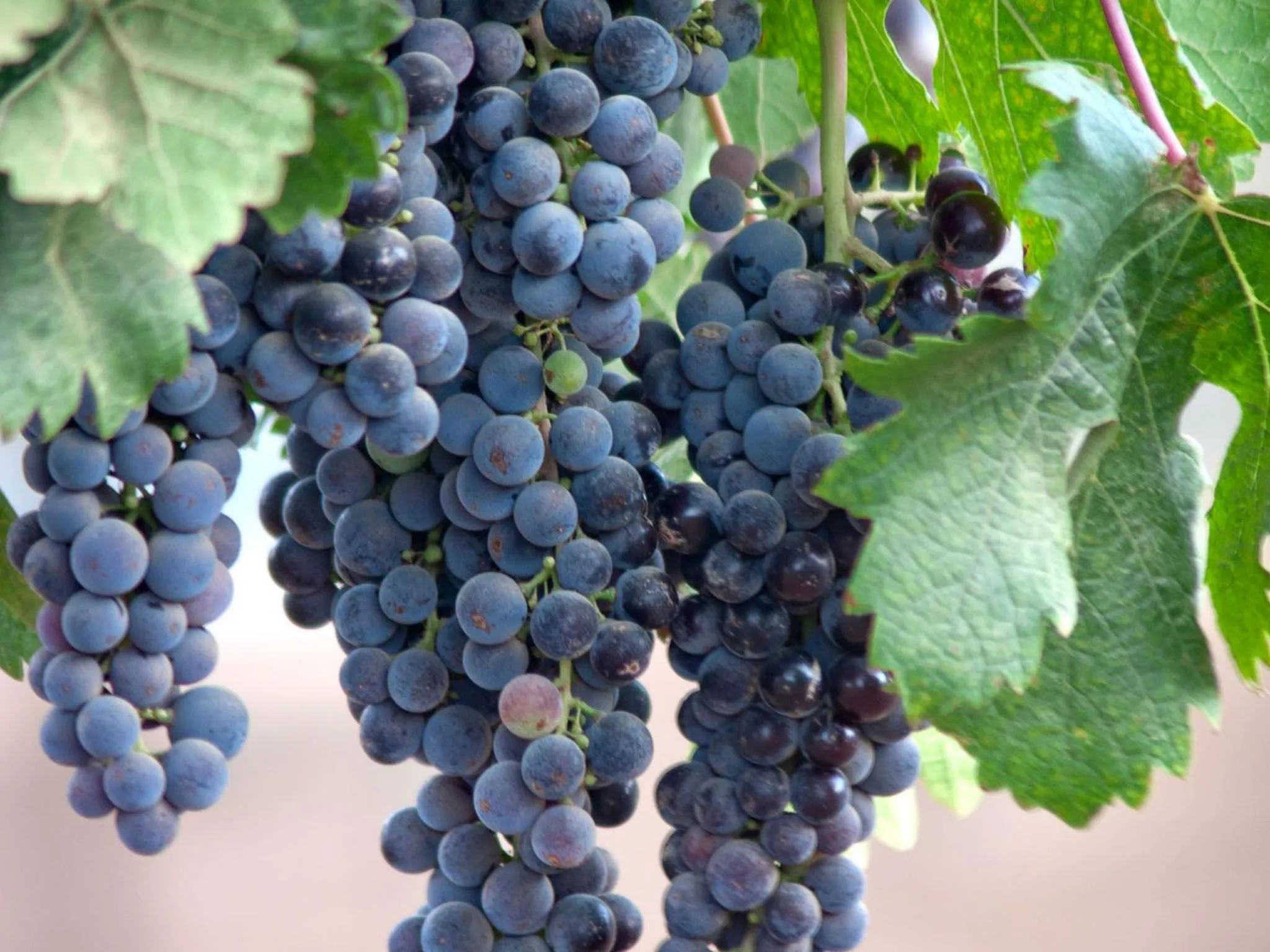 Food in Encuentro Guadalupe