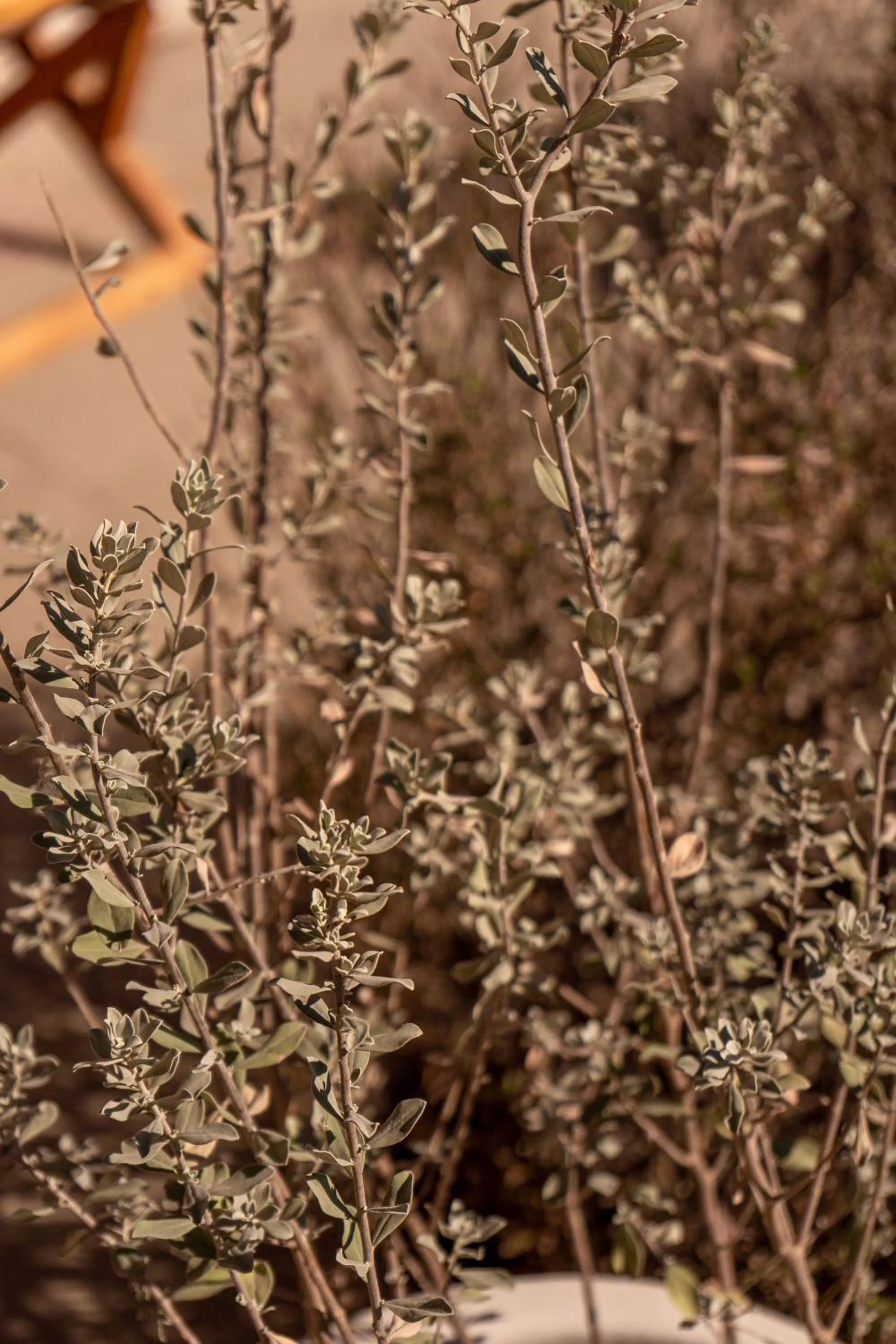 Natural landscape in Encuentro Guadalupe
