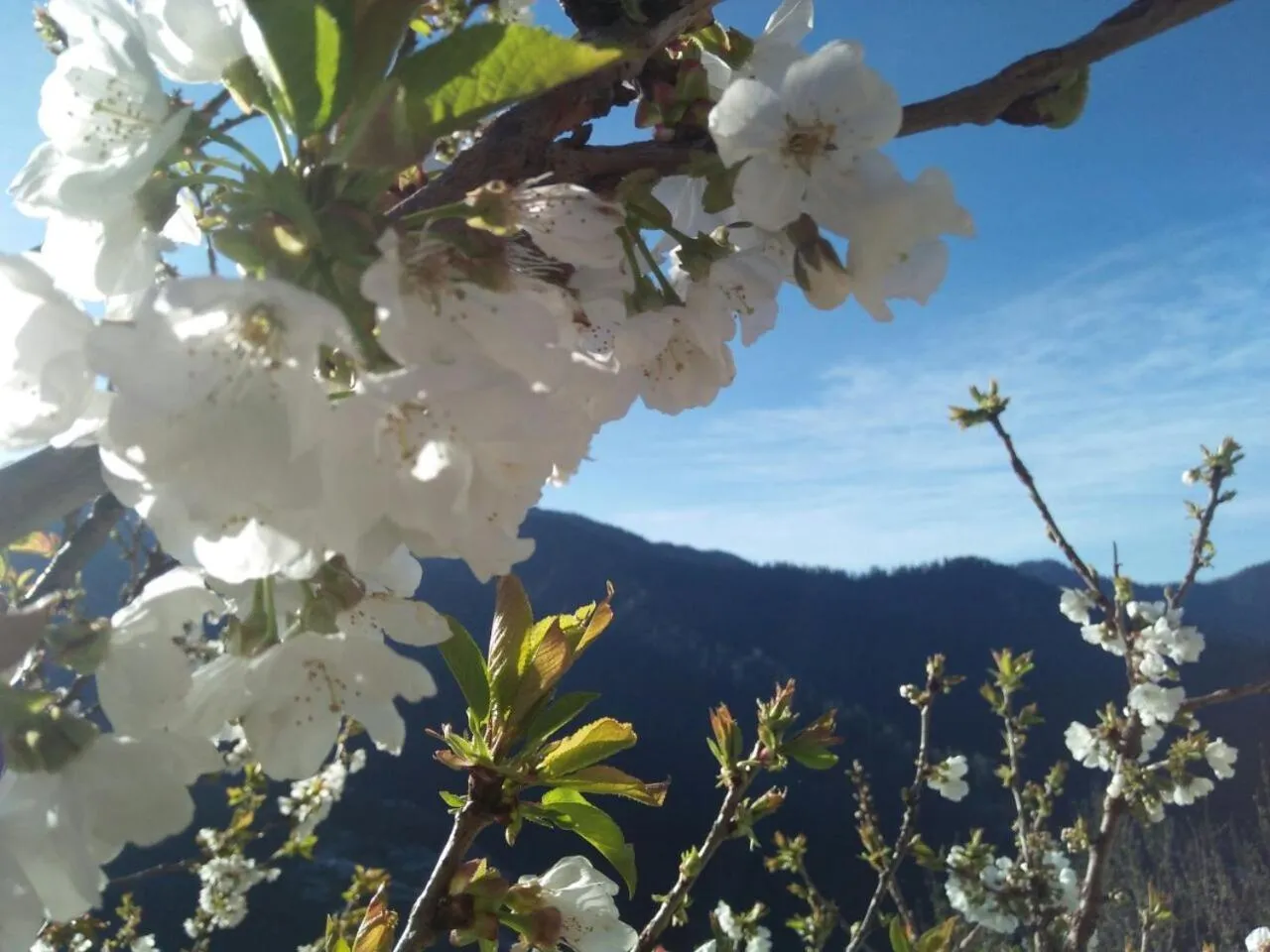Natural landscape in Tethys Himalaya Narkanda