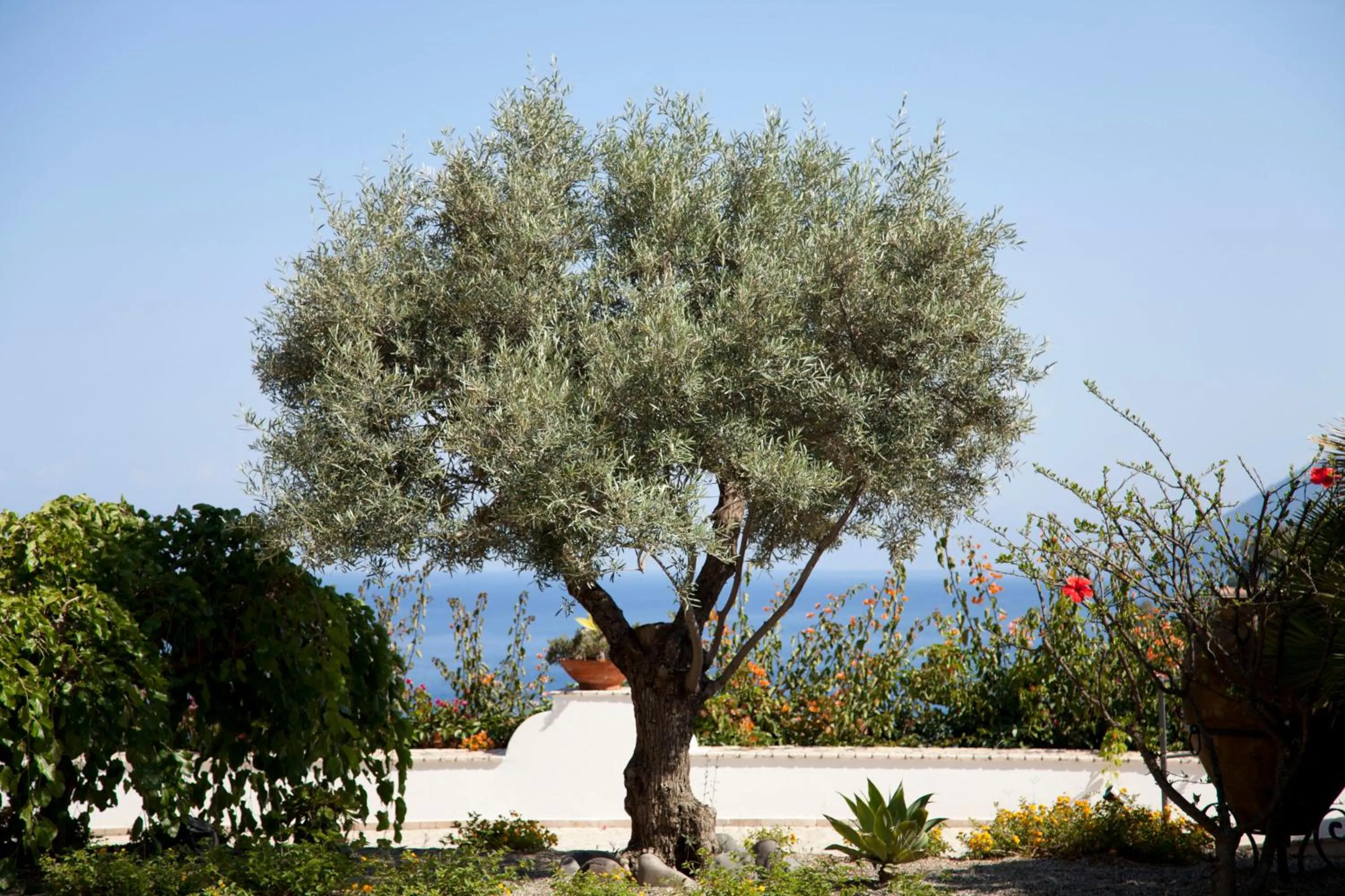 Garden in Hotel Villa Enrica - Aeolian Charme