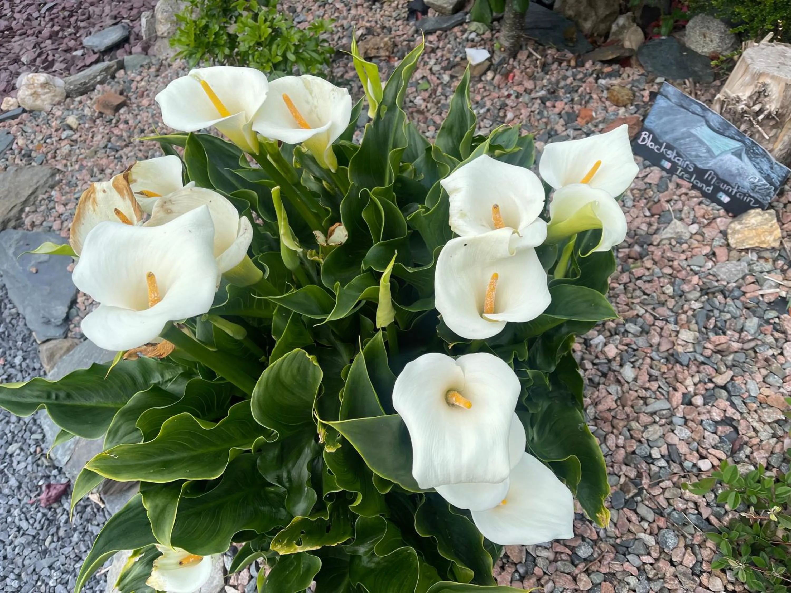 Garden in Mon Petit Cottage - B&B and Guest House in Bunclody