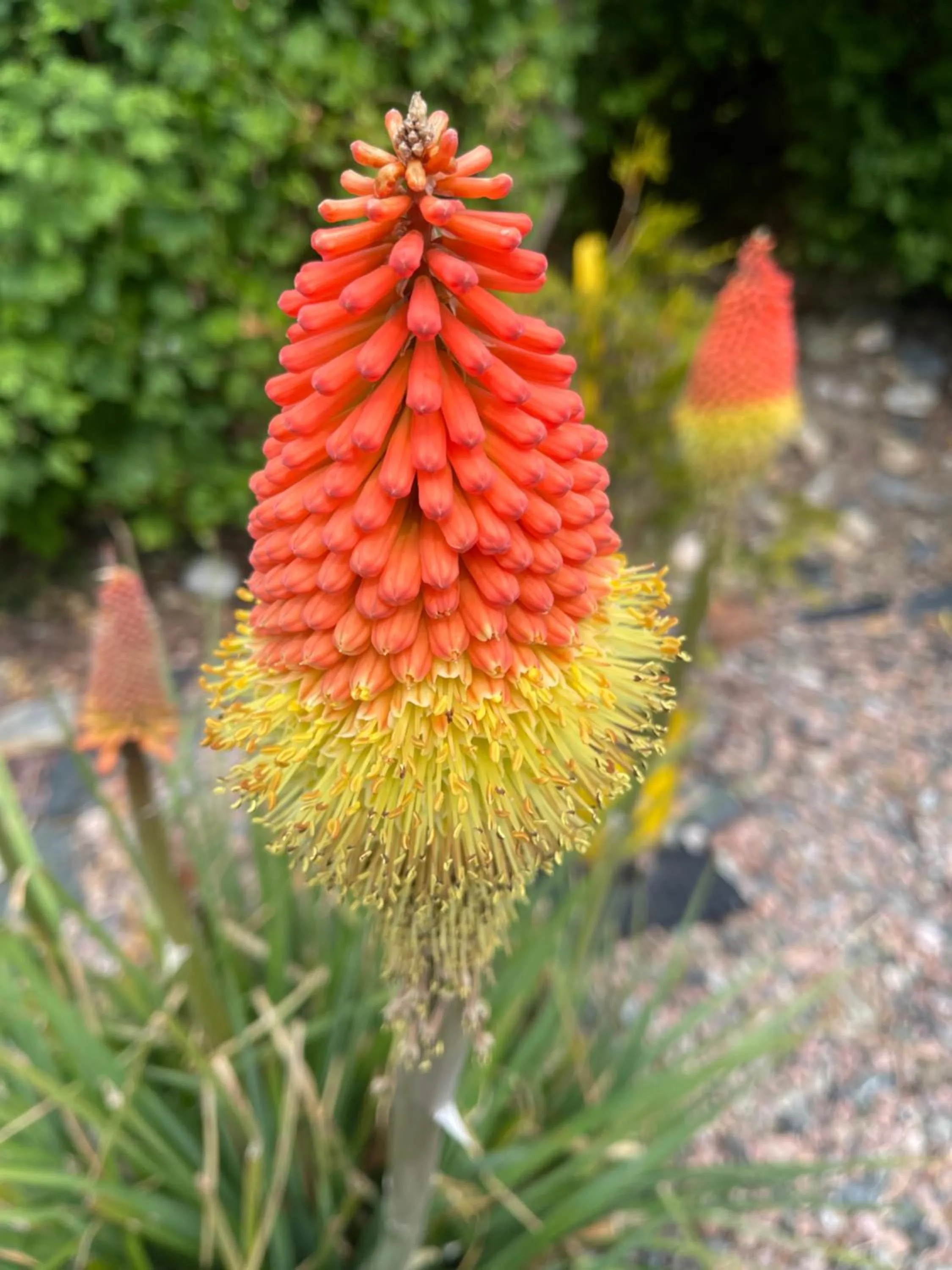 Garden in Mon Petit Cottage - B&B and Guest House in Bunclody