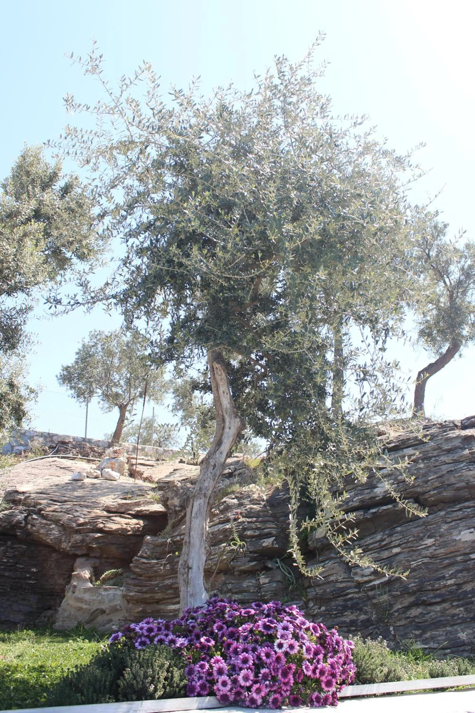 Natural landscape in Olive Garden Retreat