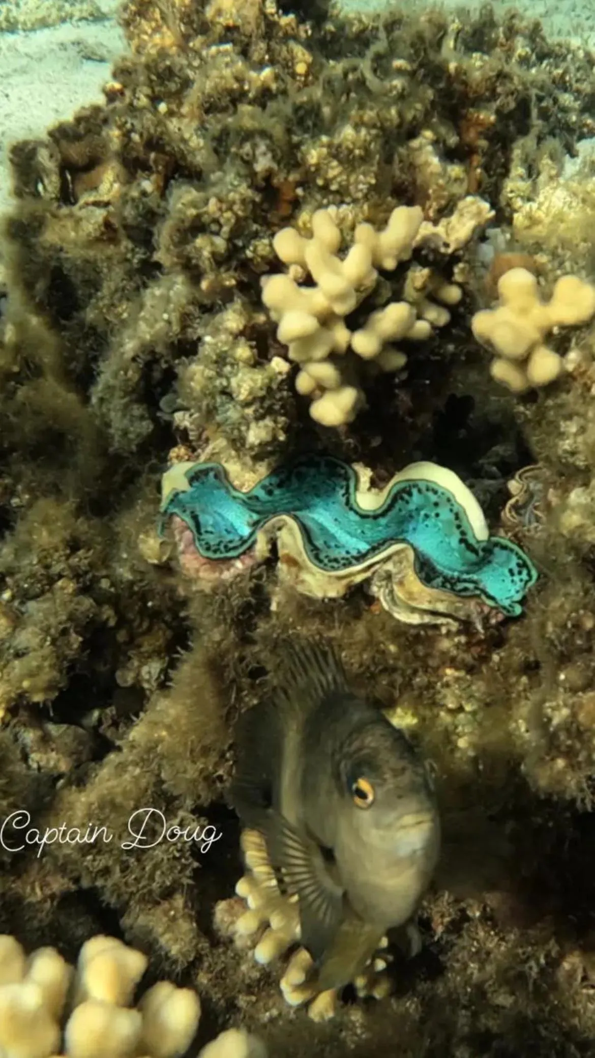 Snorkeling in Dream Lagoon Resort & Aqua Park