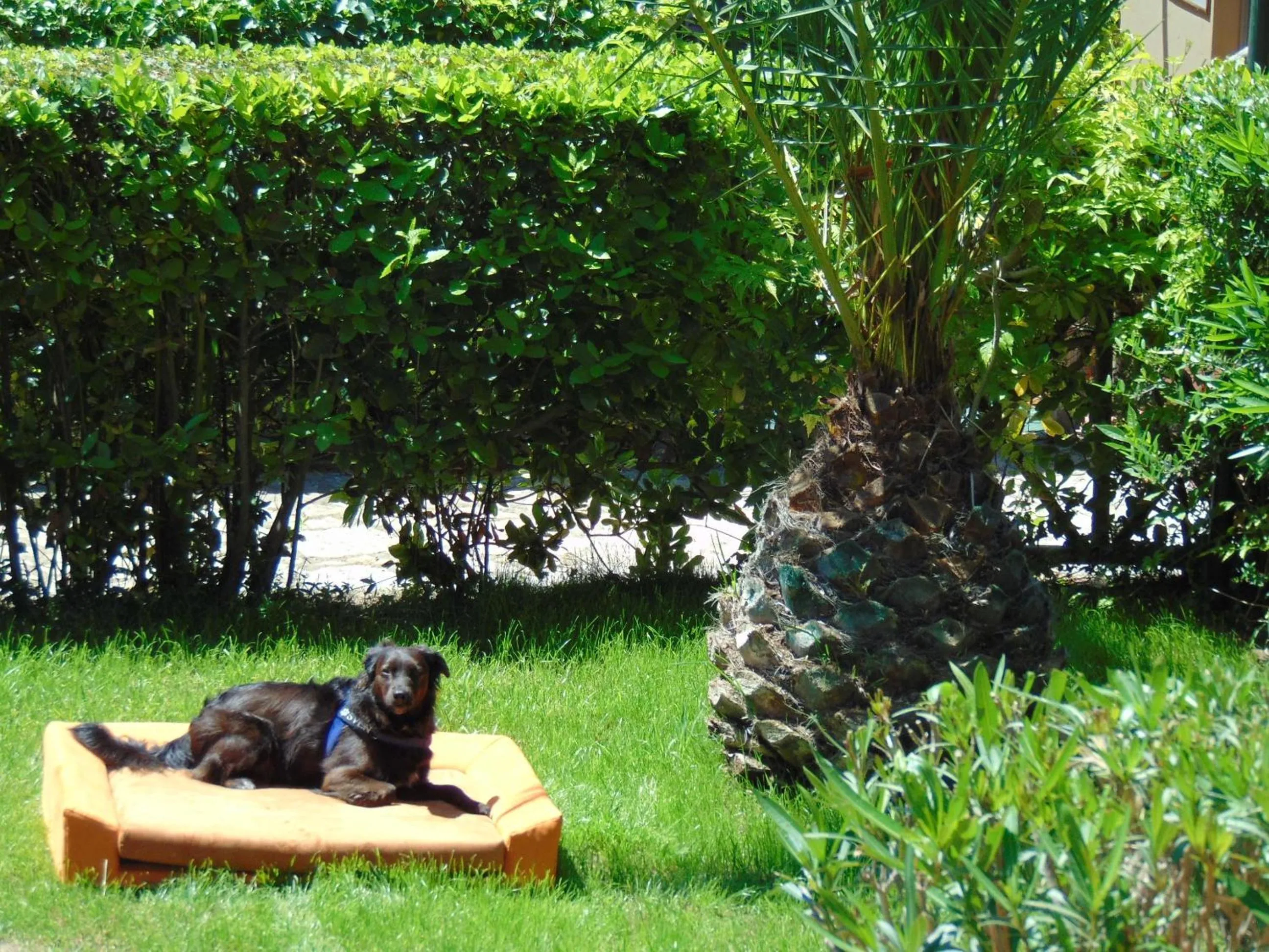 Pets in Argentario Osa Resort