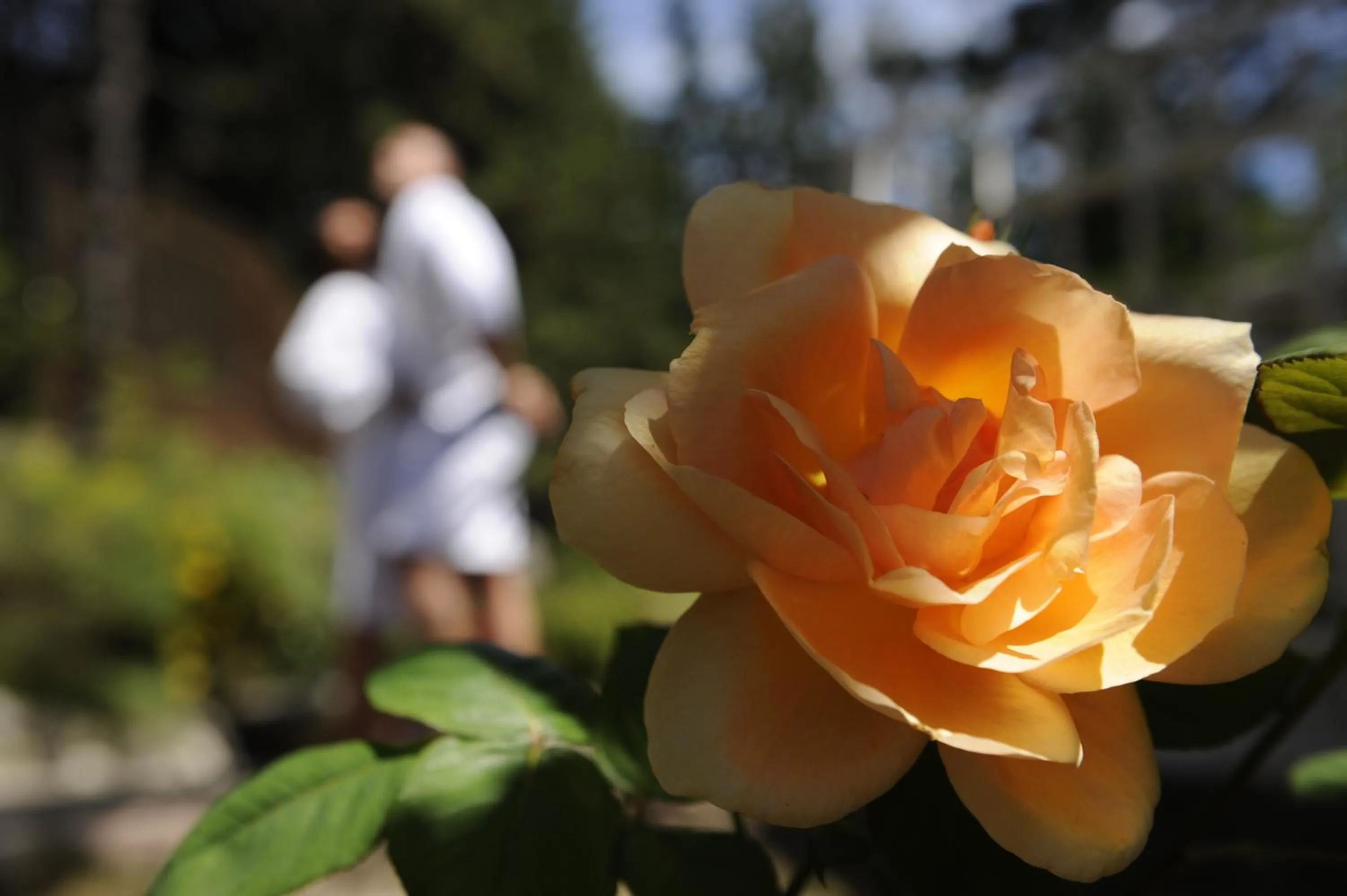 Garden in Alp Wellness Sport Hotel Panorama