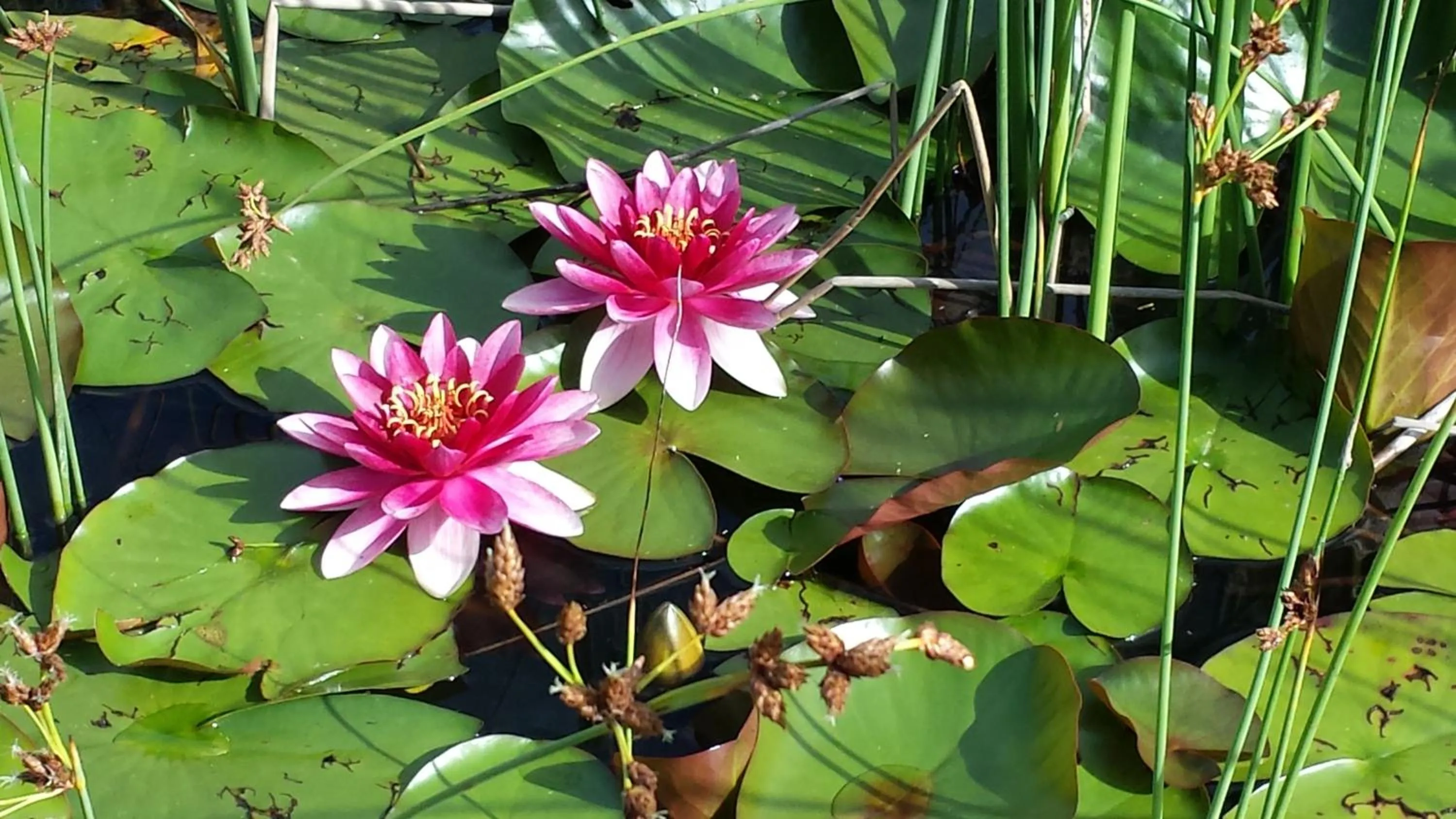 Garden in Alp Wellness Sport Hotel Panorama