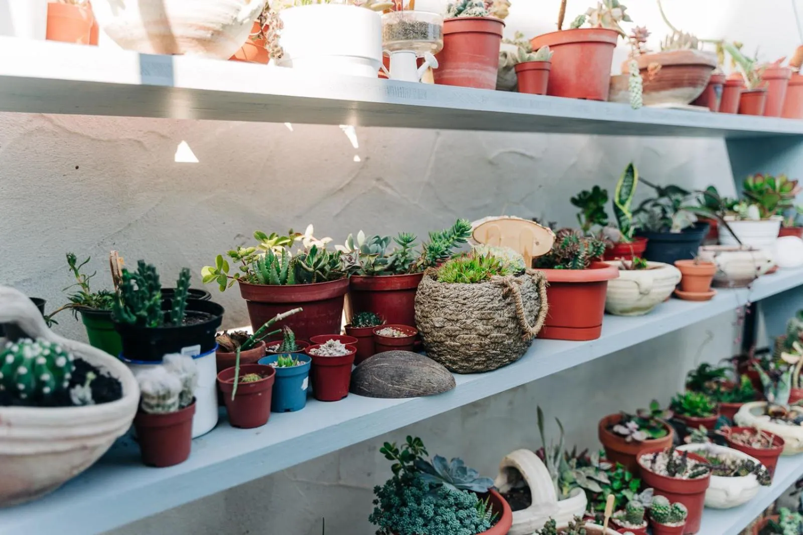 Garden in Juniper Bay