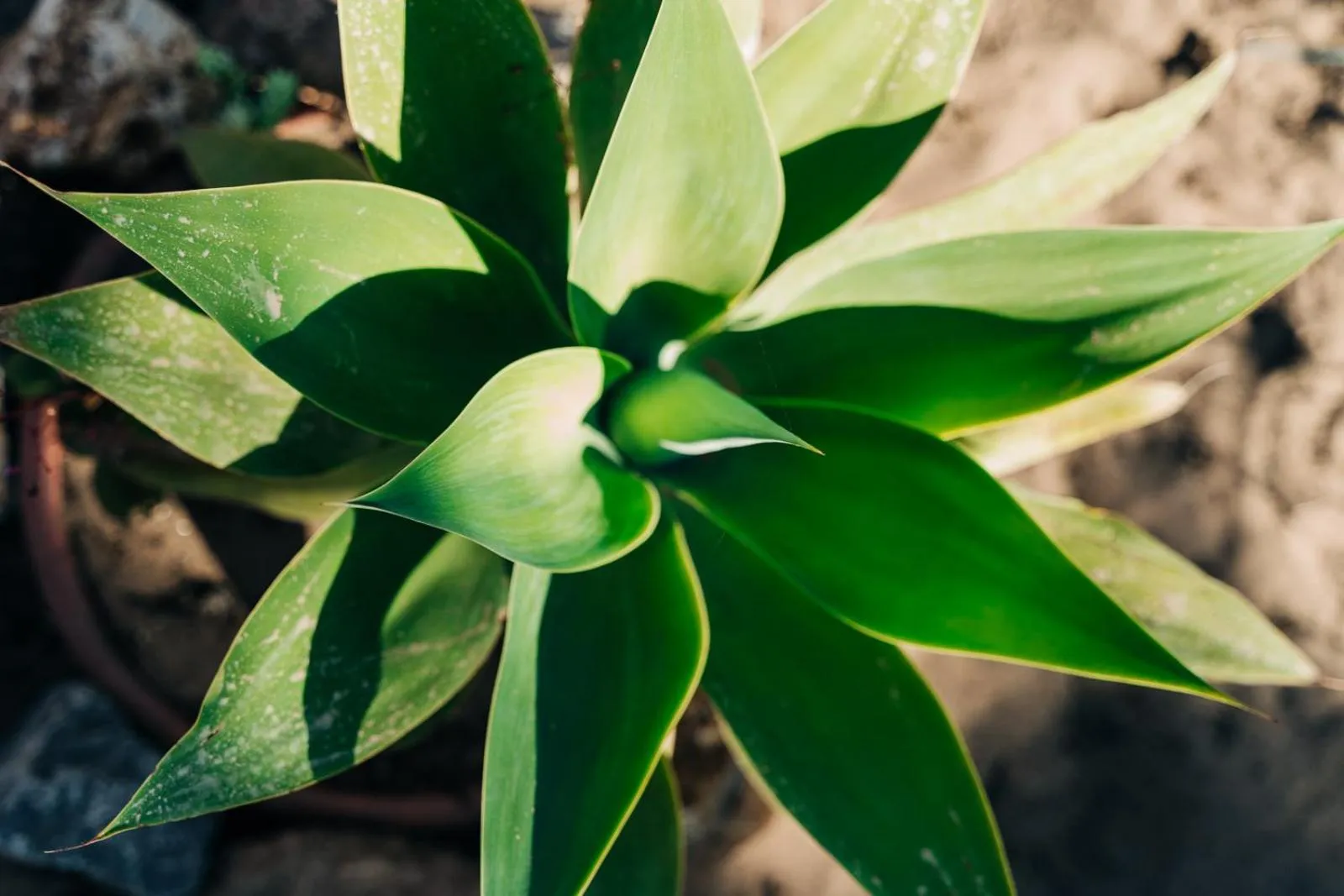 Garden in Juniper Bay