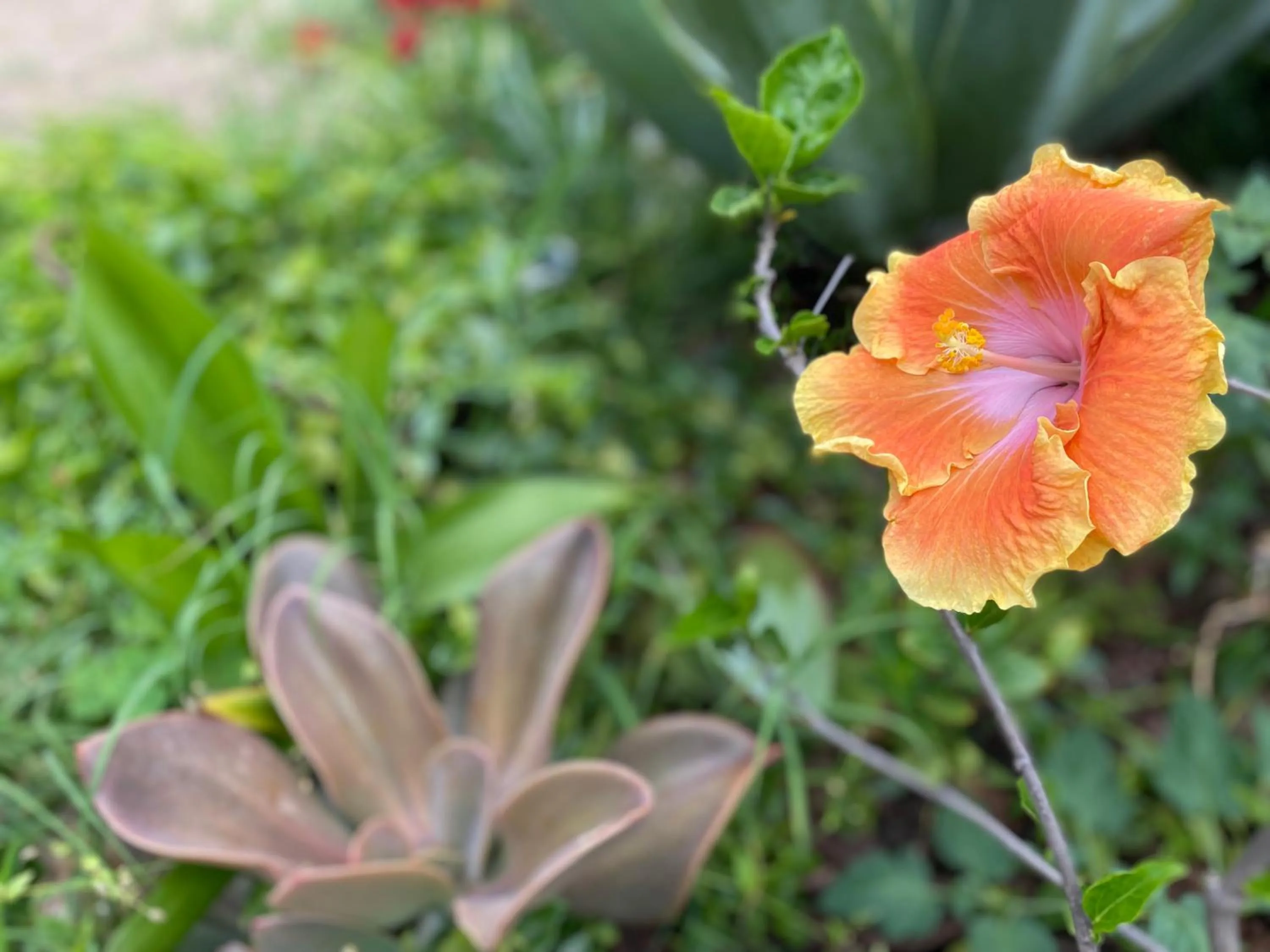 Spring in Juniper Bay