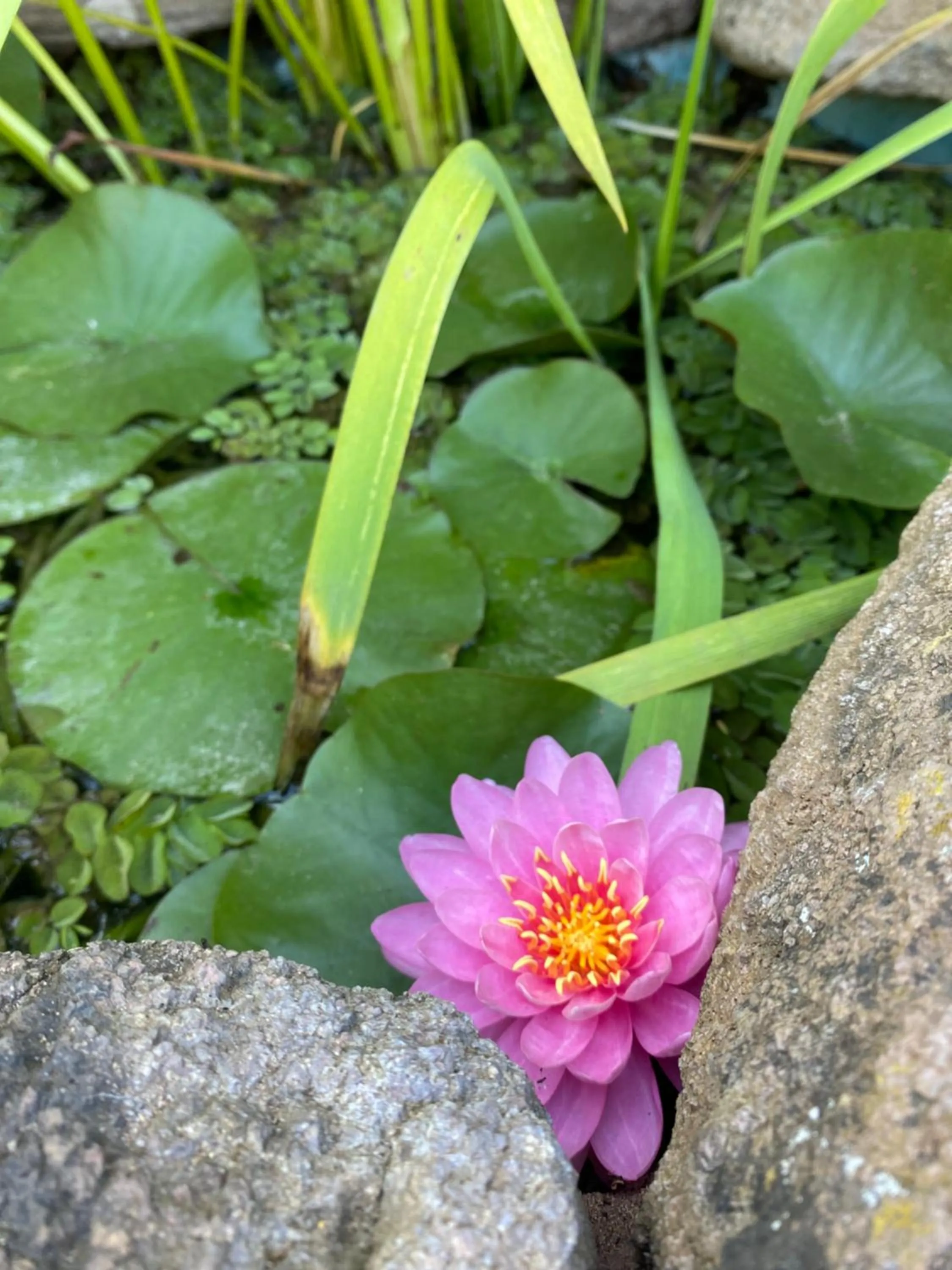 Spring in Juniper Bay