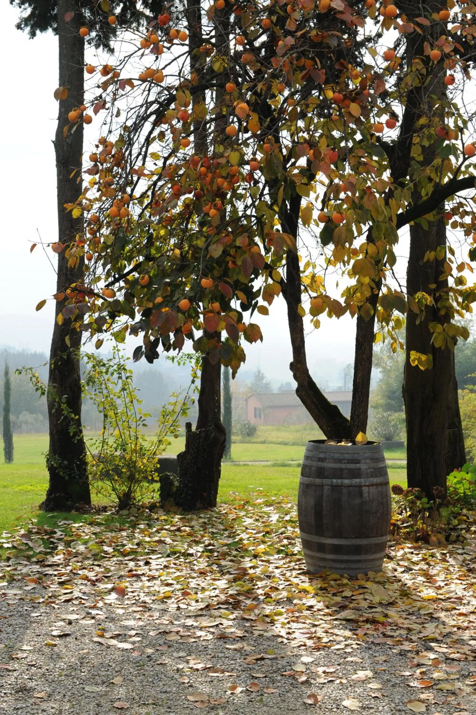 Garden in Relais Del Lago
