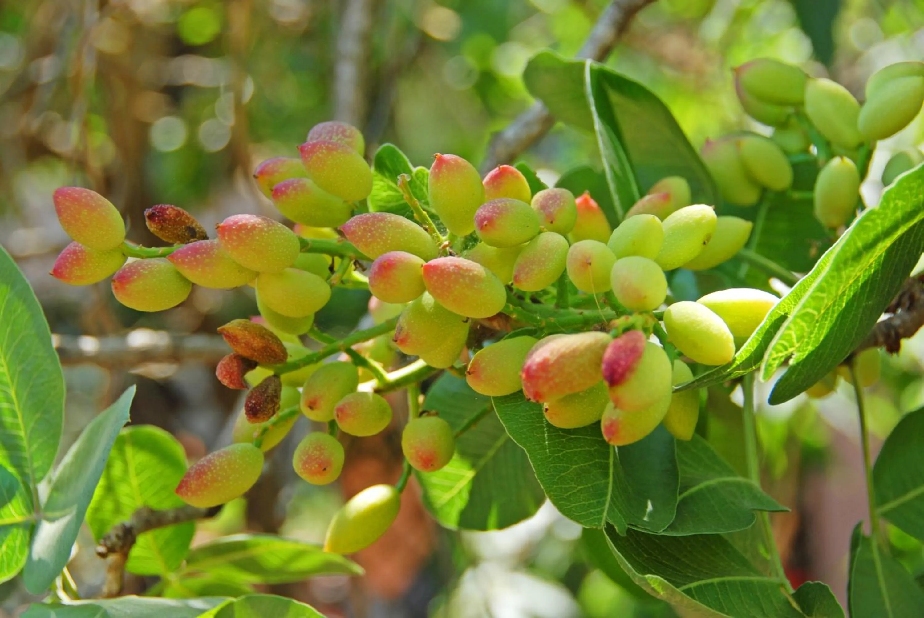 Floor plan in Sotto Il Vulcano