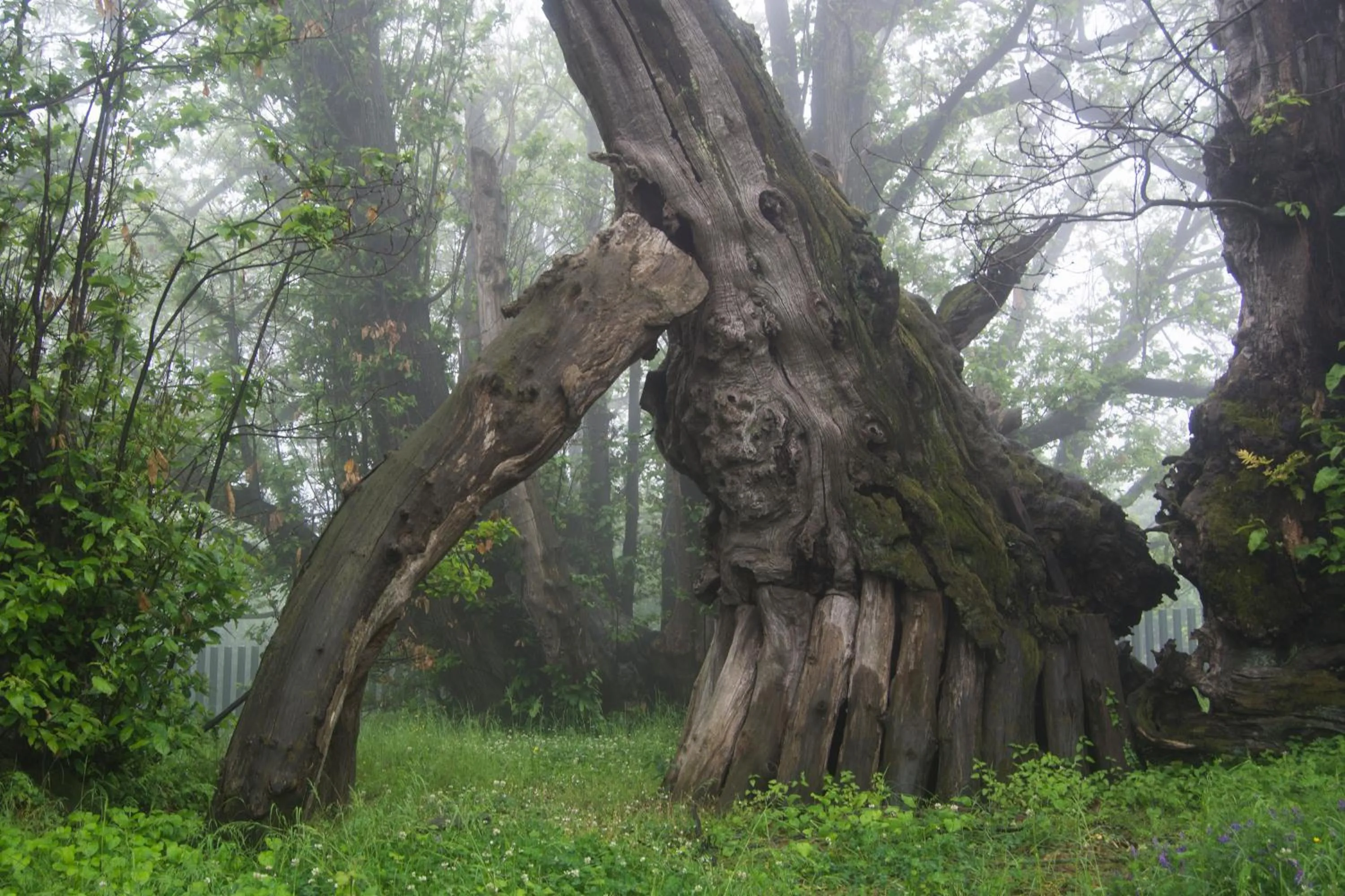 Horse-riding in Sotto Il Vulcano