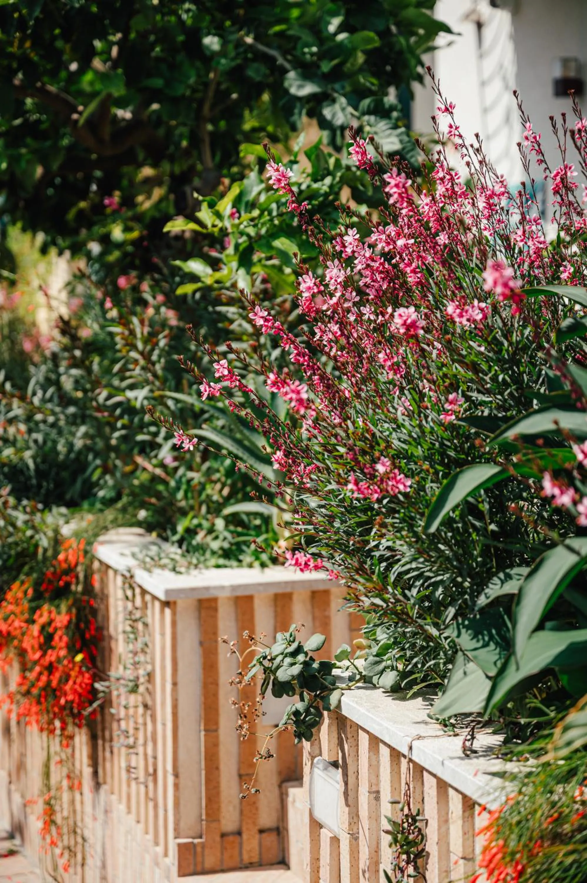 Spring in Casa Giafari