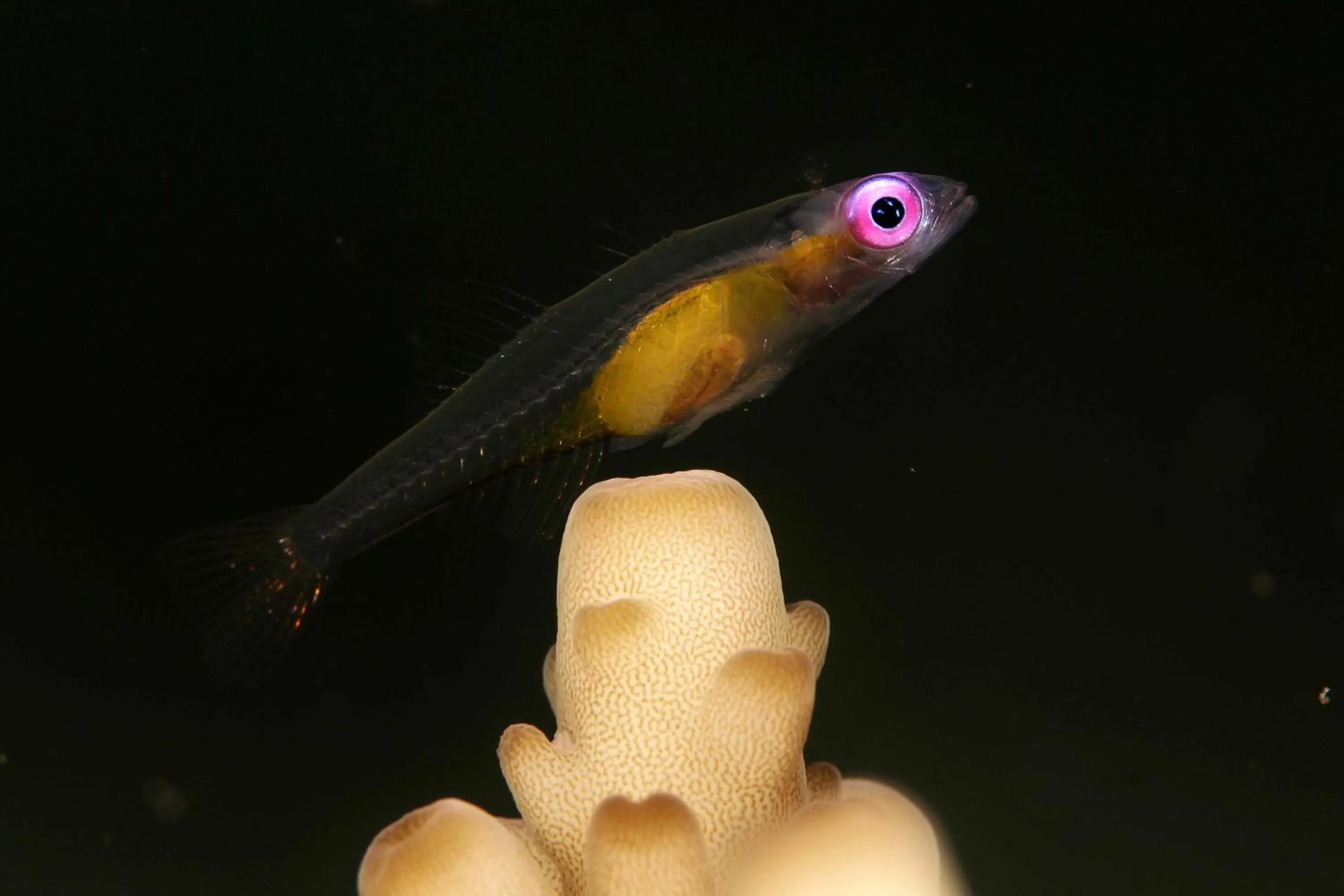 Diving in The Three P Beach Resort & Dive Center