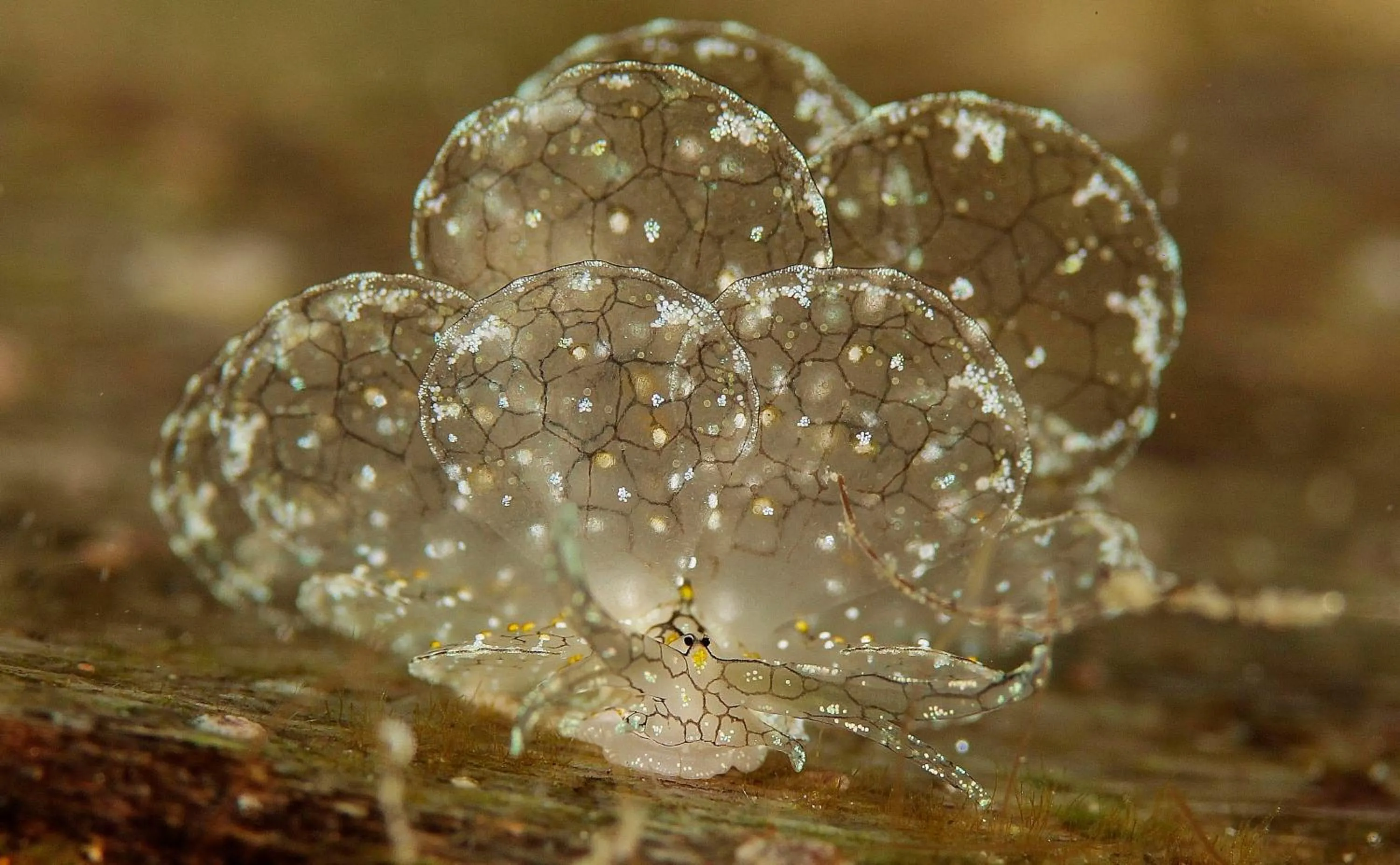 Diving in The Three P Beach Resort & Dive Center