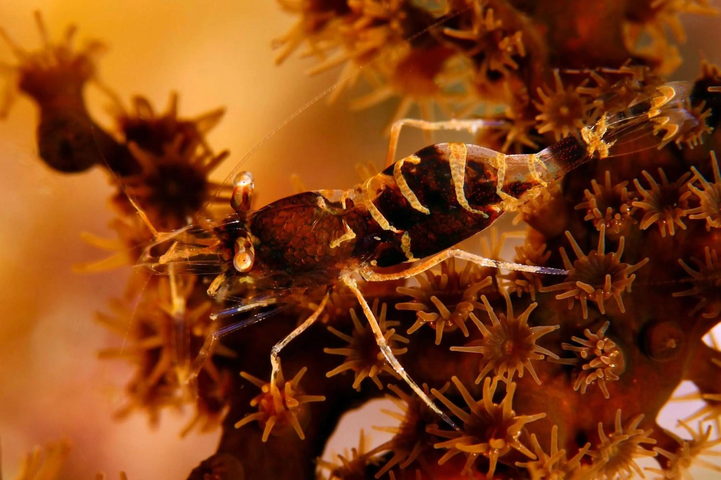 Diving in The Three P Beach Resort & Dive Center