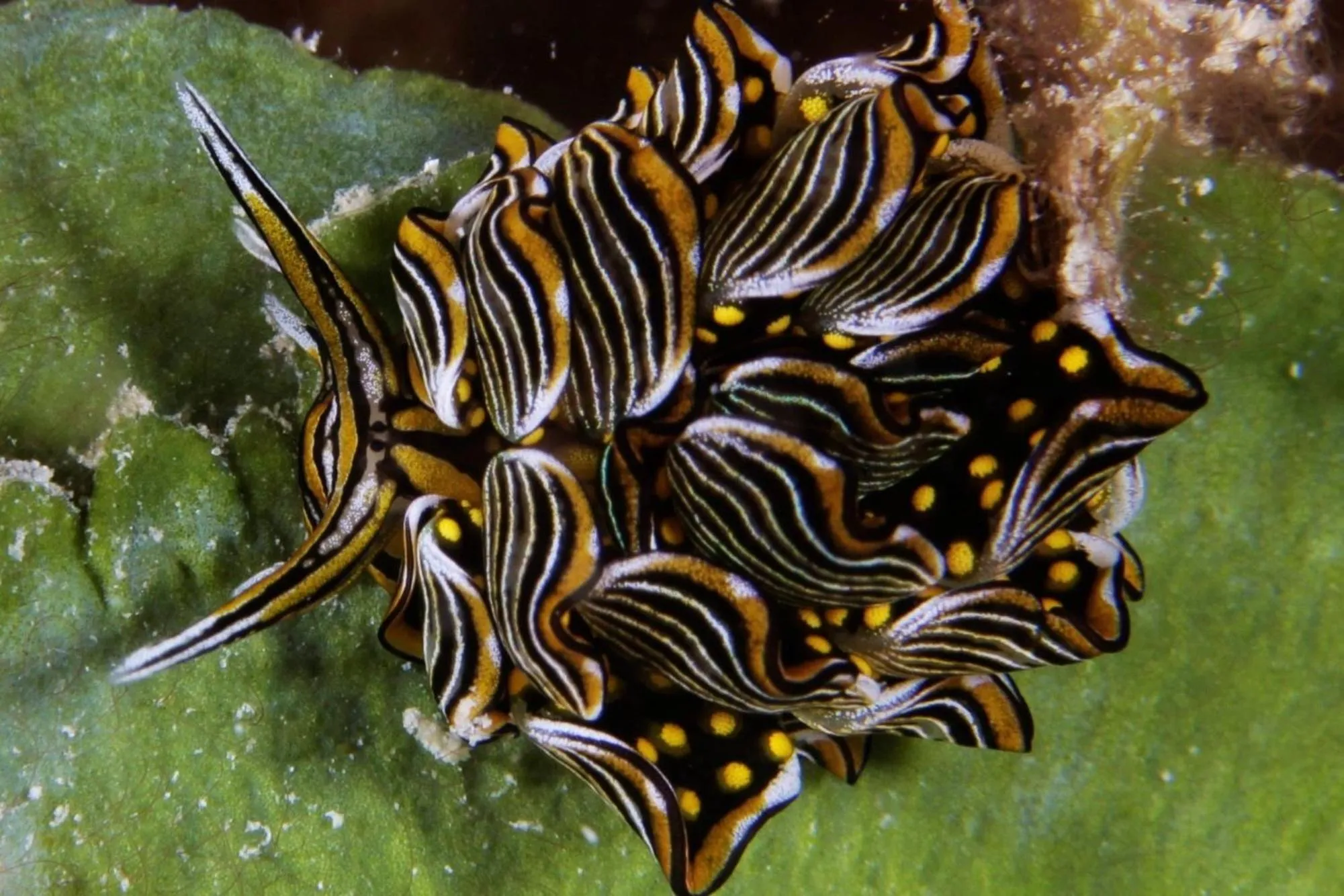 Diving in The Three P Beach Resort & Dive Center