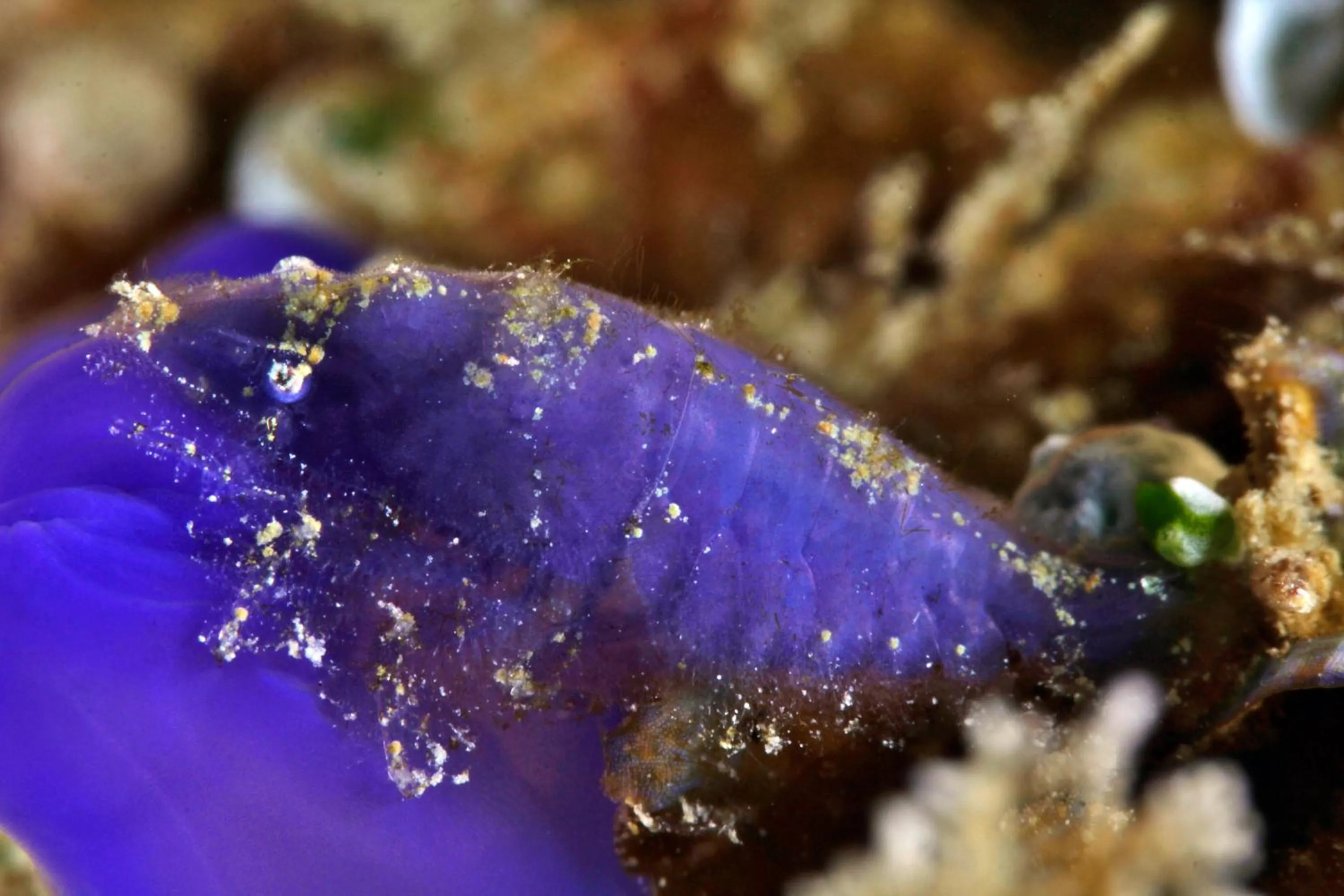 Diving in The Three P Beach Resort & Dive Center