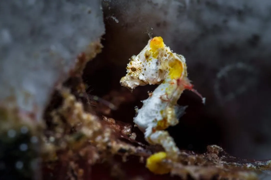 Diving in The Three P Beach Resort & Dive Center