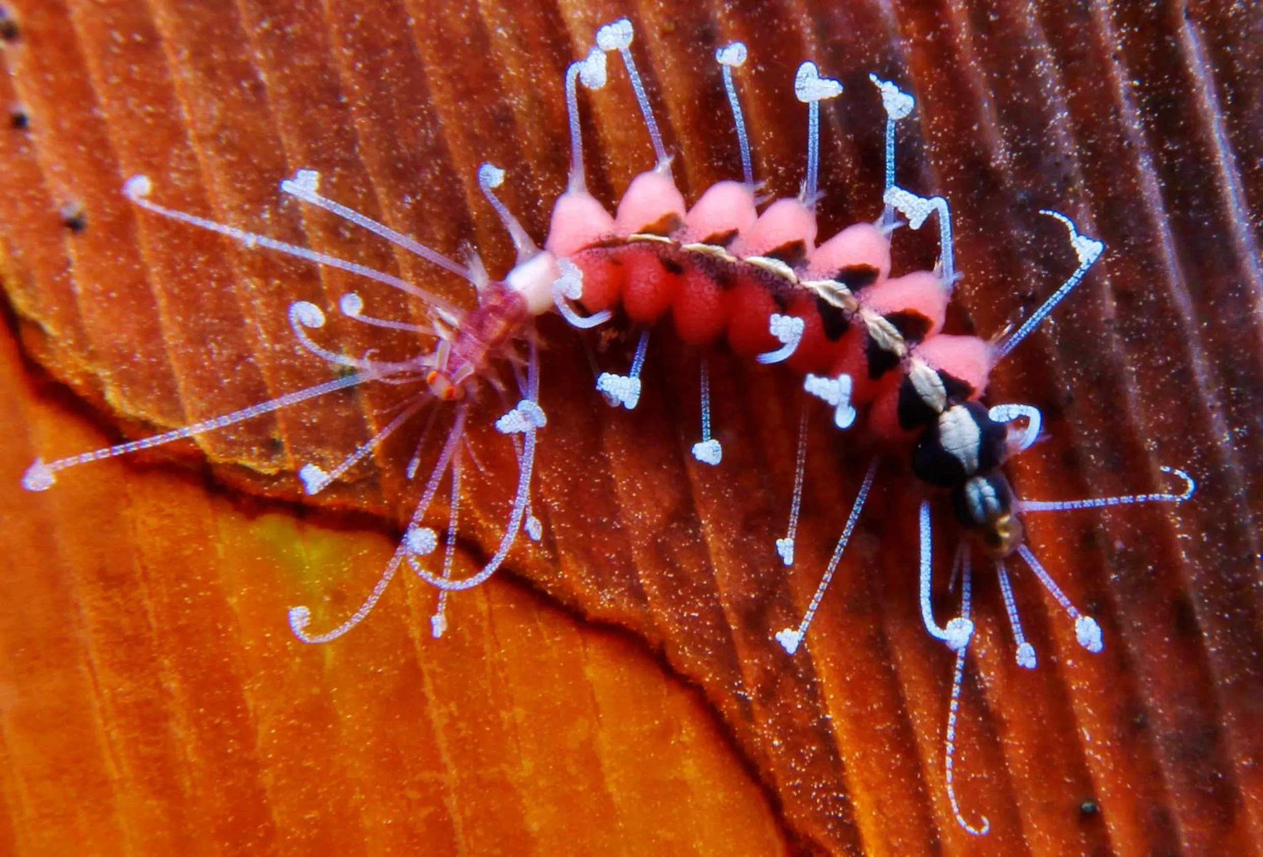 Diving in The Three P Beach Resort & Dive Center
