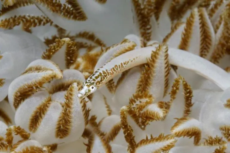 Diving in The Three P Beach Resort & Dive Center