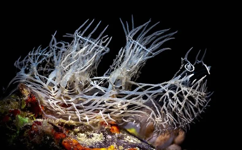 Sports in The Three P Beach Resort & Dive Center