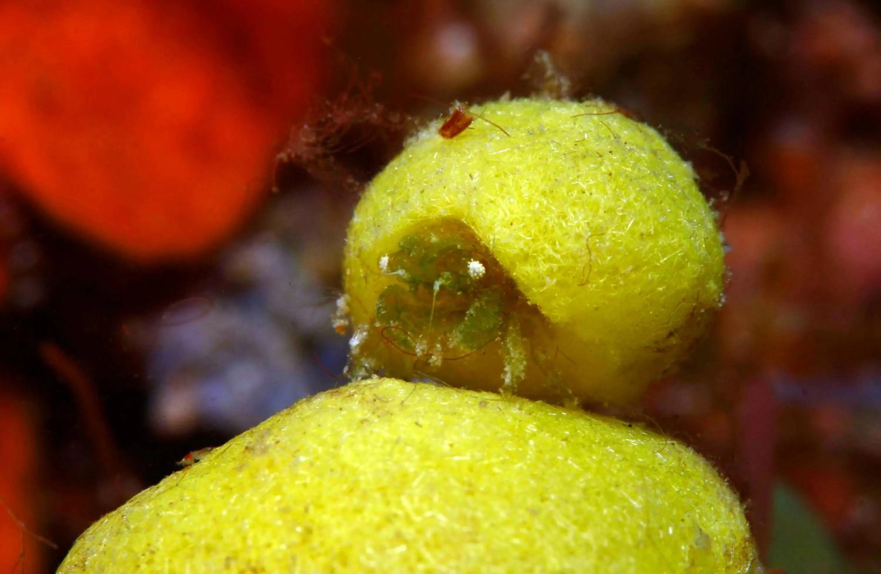 Diving in The Three P Beach Resort & Dive Center