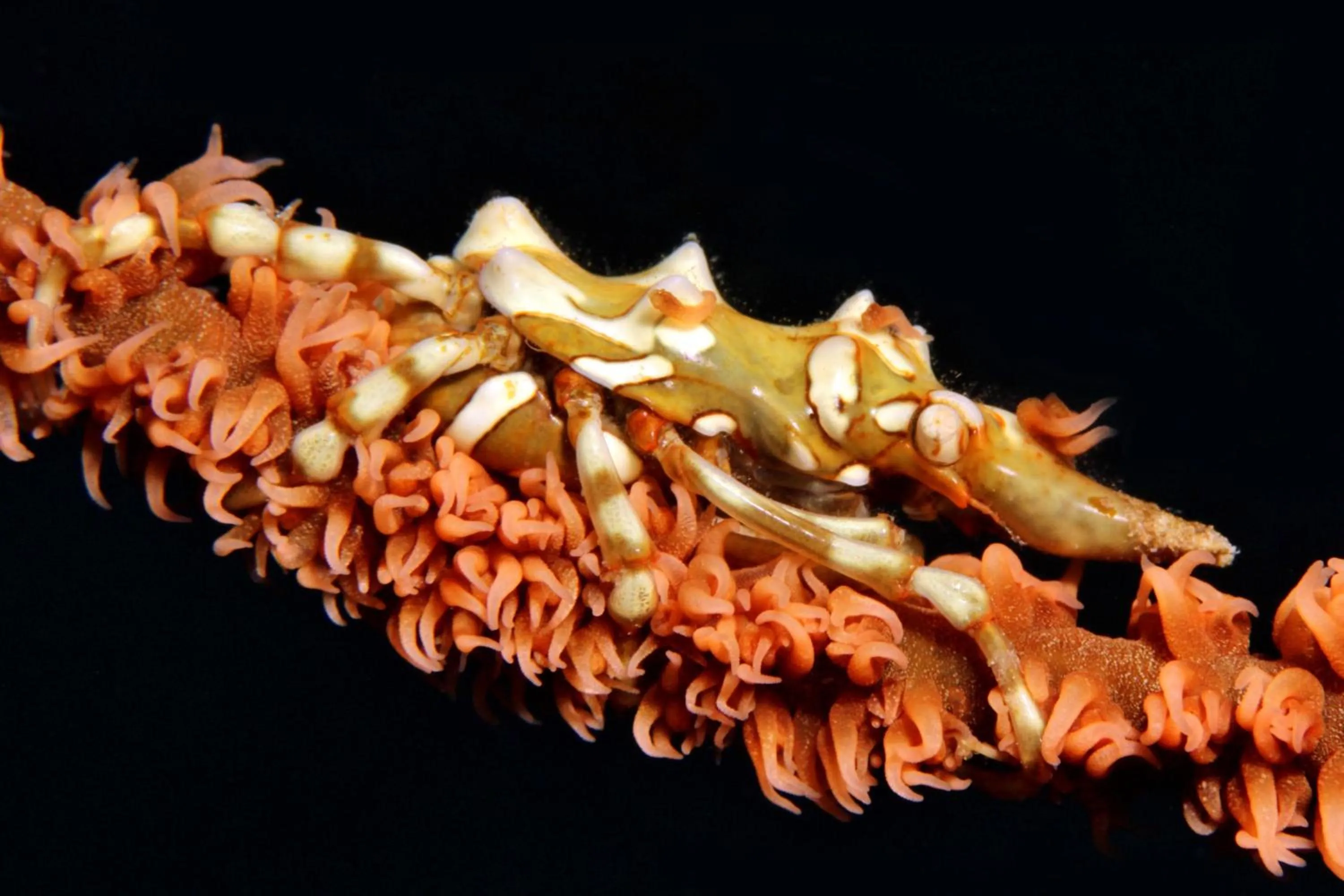 Diving in The Three P Beach Resort & Dive Center