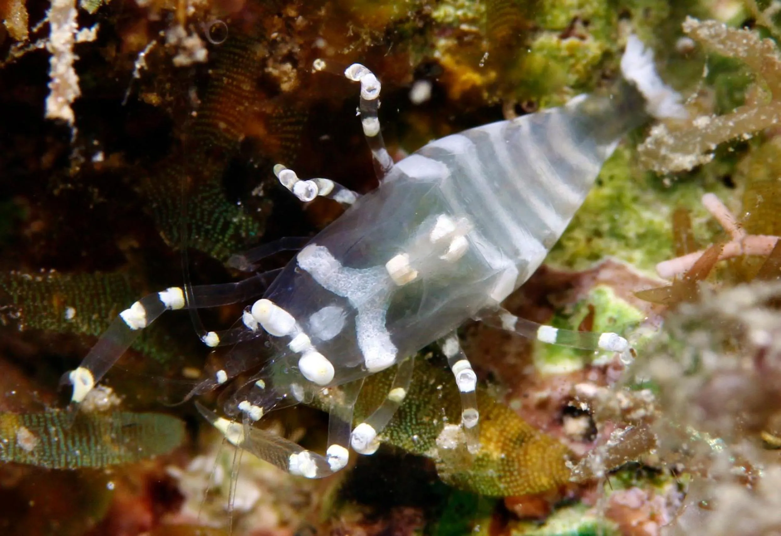 Diving in The Three P Beach Resort & Dive Center