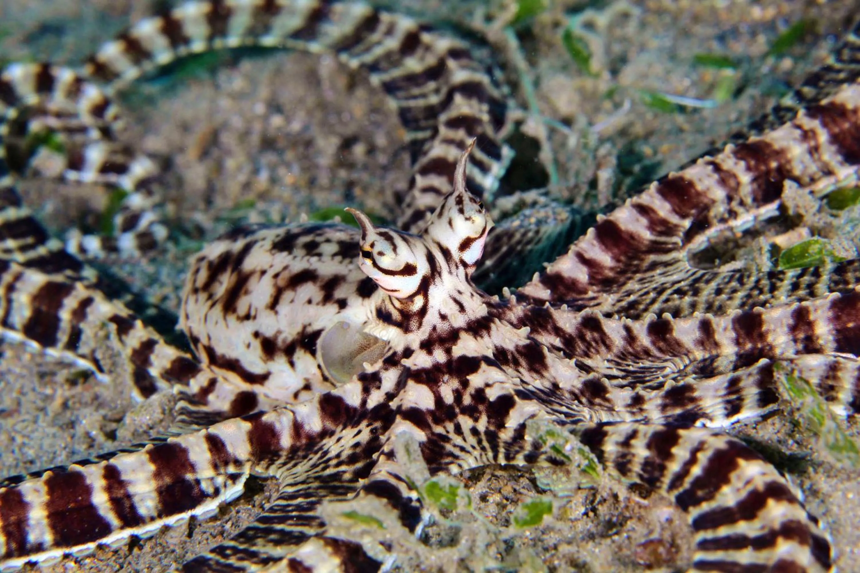 Diving in The Three P Beach Resort & Dive Center