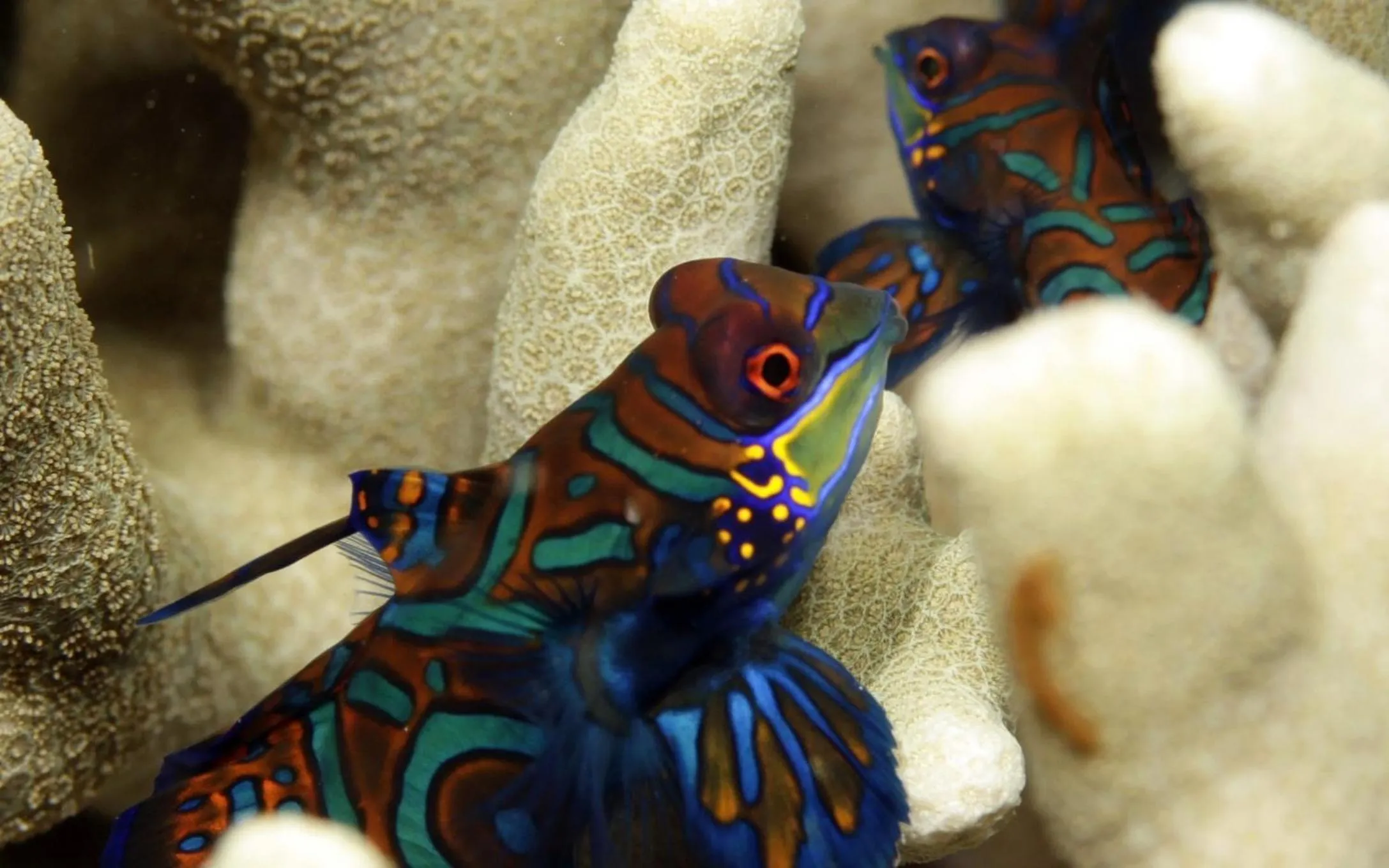 Diving in The Three P Beach Resort & Dive Center