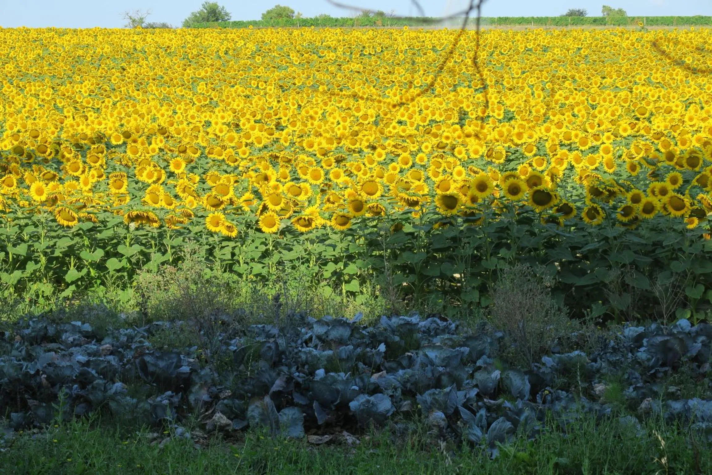 Activities in CheRiedel Bed & Breakfast & Art Gallery