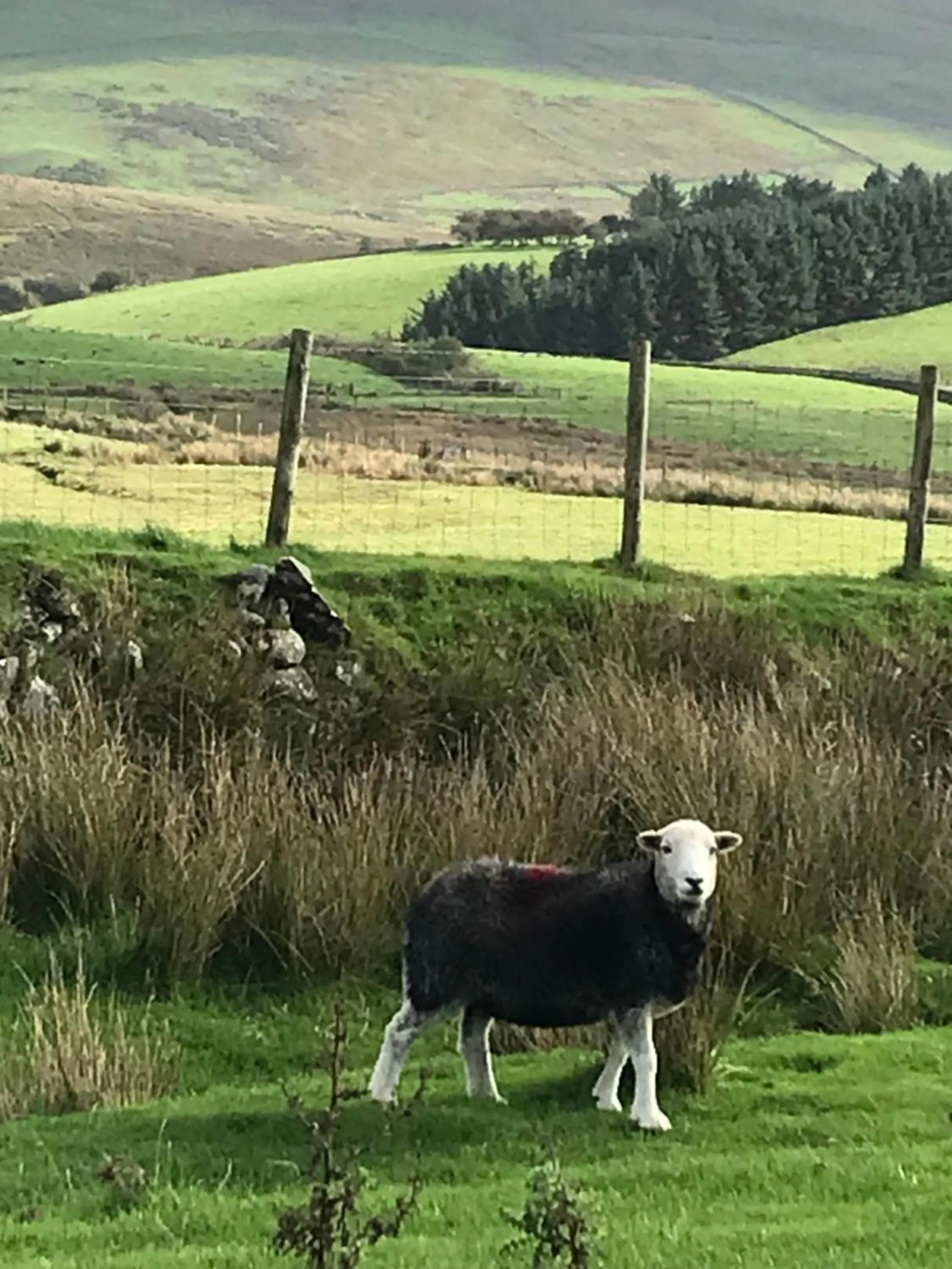 Natural landscape in Dale View bed & breakfast
