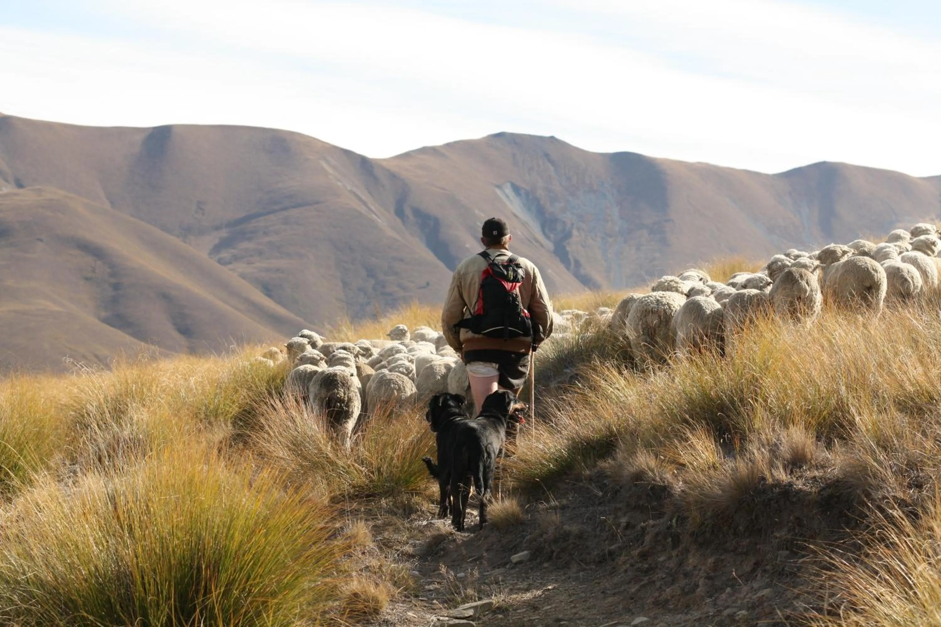 Area and facilities in Dunstan Downs High Country Sheep Station
