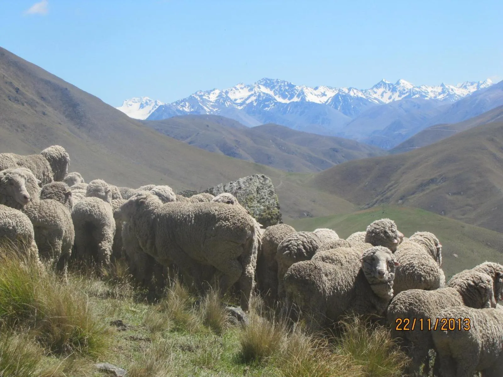 Area and facilities in Dunstan Downs High Country Sheep Station