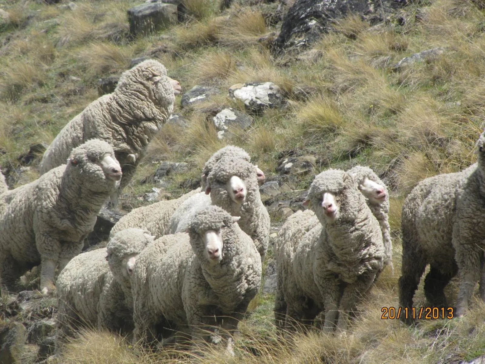 Animals in Dunstan Downs High Country Sheep Station