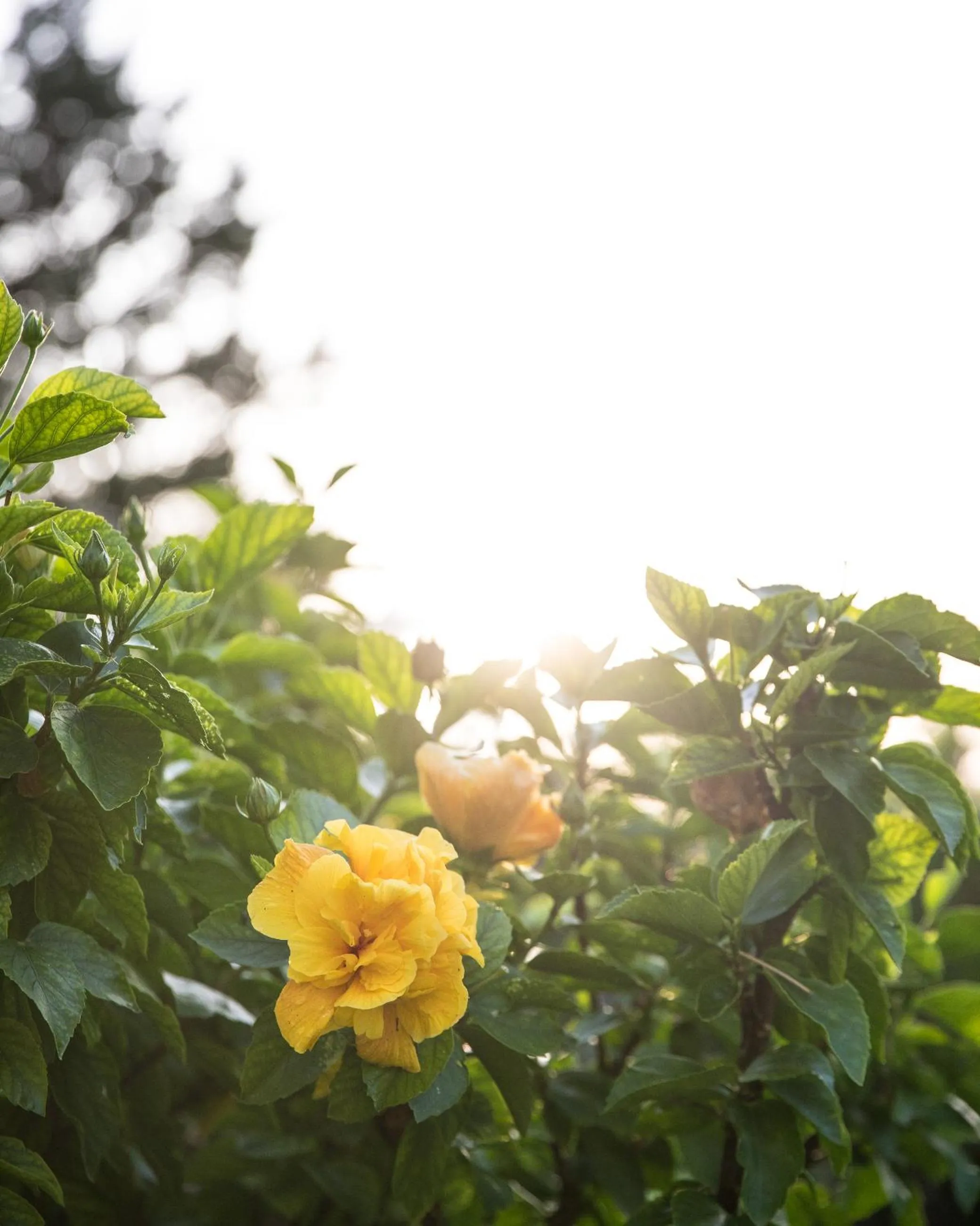 Garden in Lu' Hotel Porto Pino